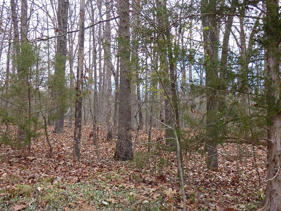 Thunderbird 3rd - Land