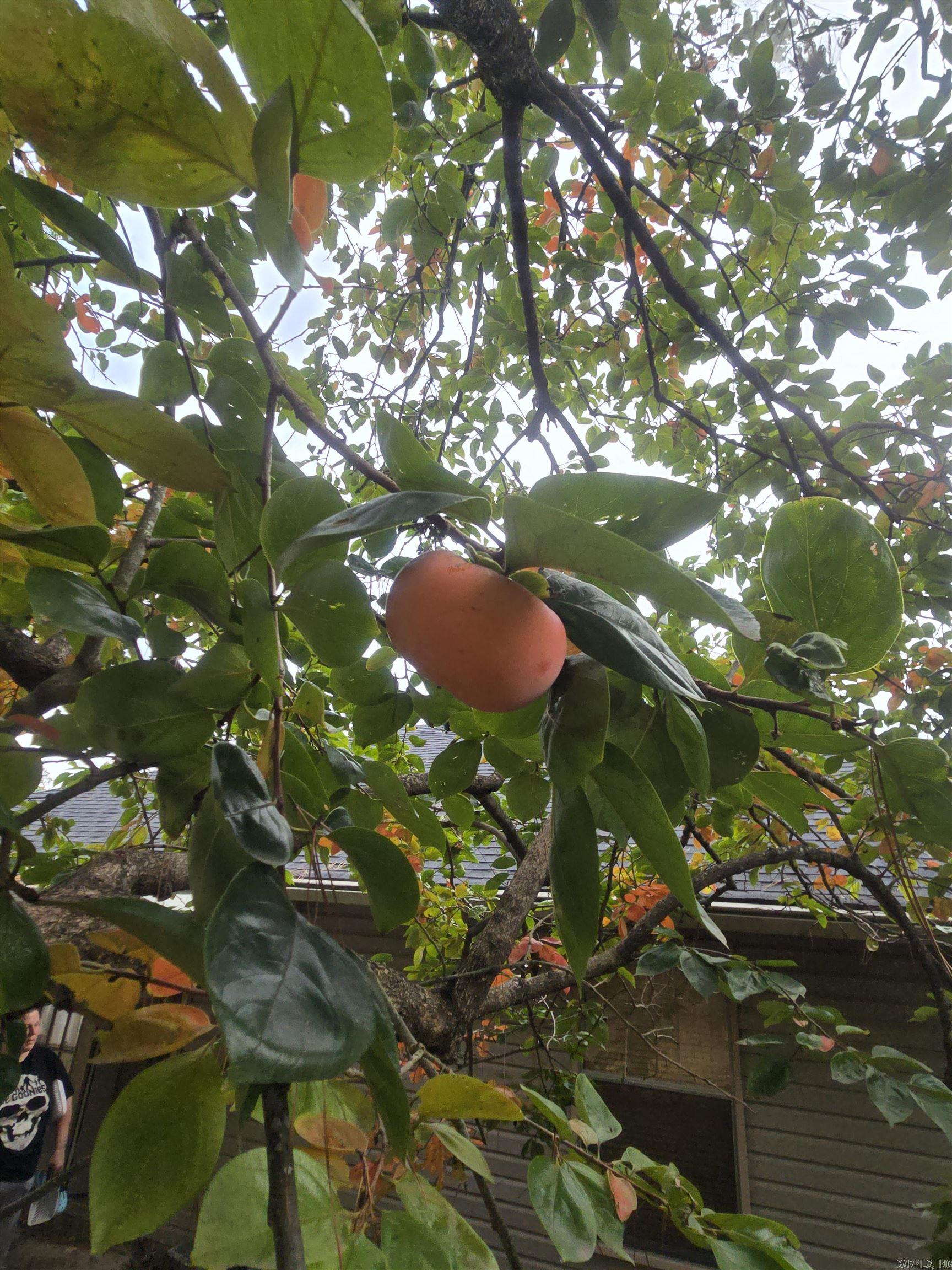 NORTHRIDGE - Residential