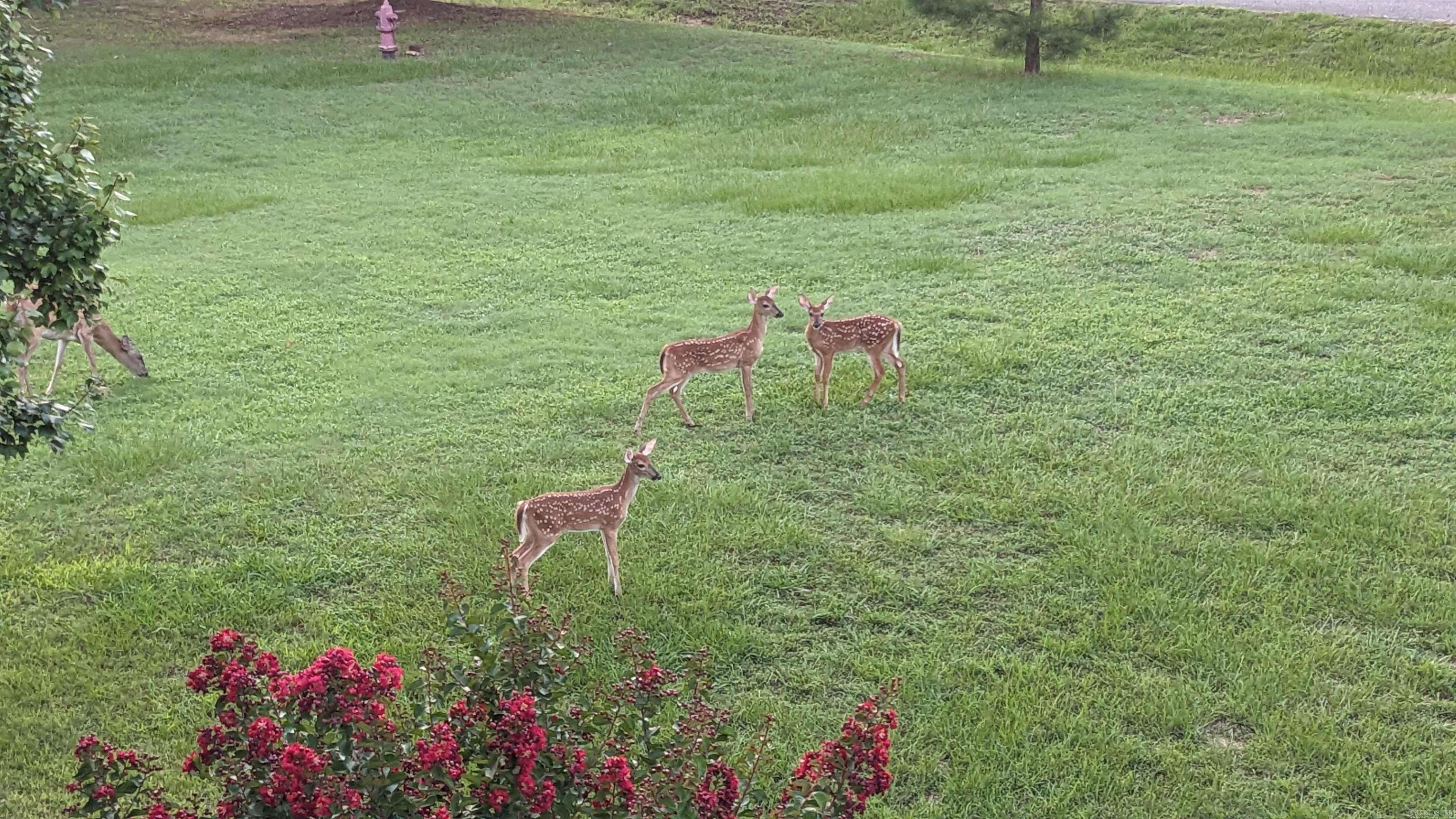 BAYOU RIDGE ESTATES - Residential