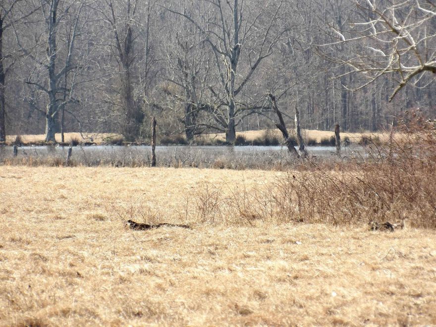 This property features approx. 29 acres of beautiful pastureland with a pond and 8 acres of mostly pine timber.   This land would make a great homeplace or recreational land to hunt and fish on or run your livestock and horses.