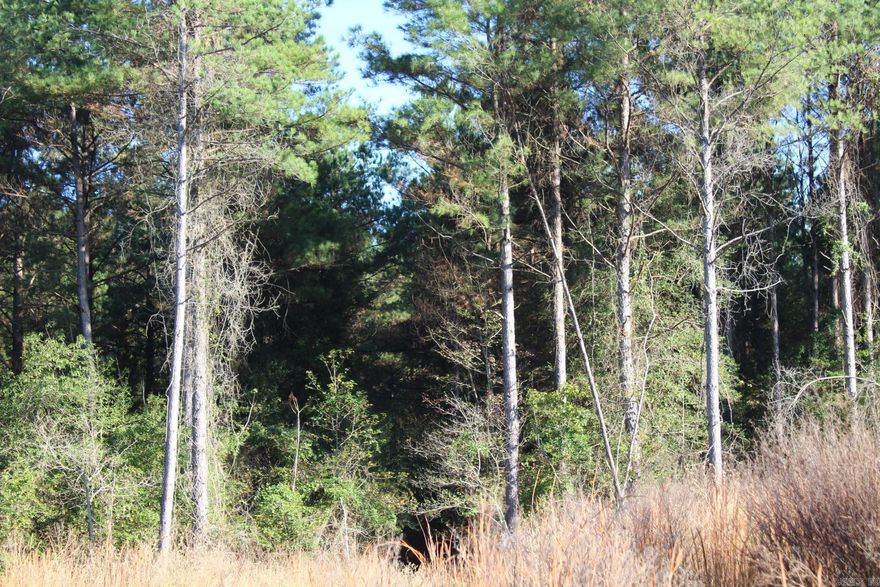 Approx. 210 Acres available.  Approx 6 miles east of Nashville. ( 85 acres of the 210 acres is a pine plantation, ready to harvest) Longitude & Latitude 33.97016 & -93.74125