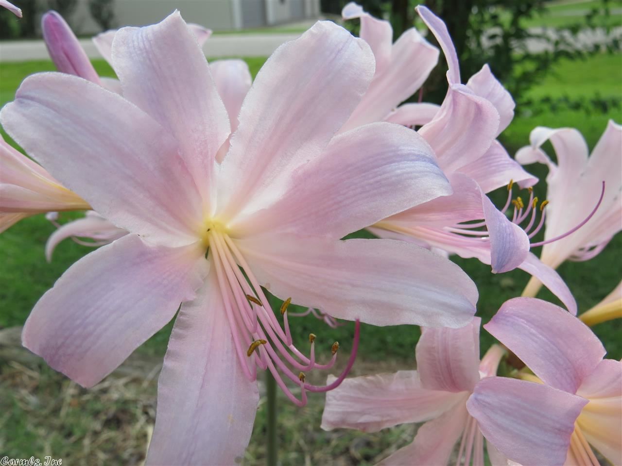 Chateau Village - Residential