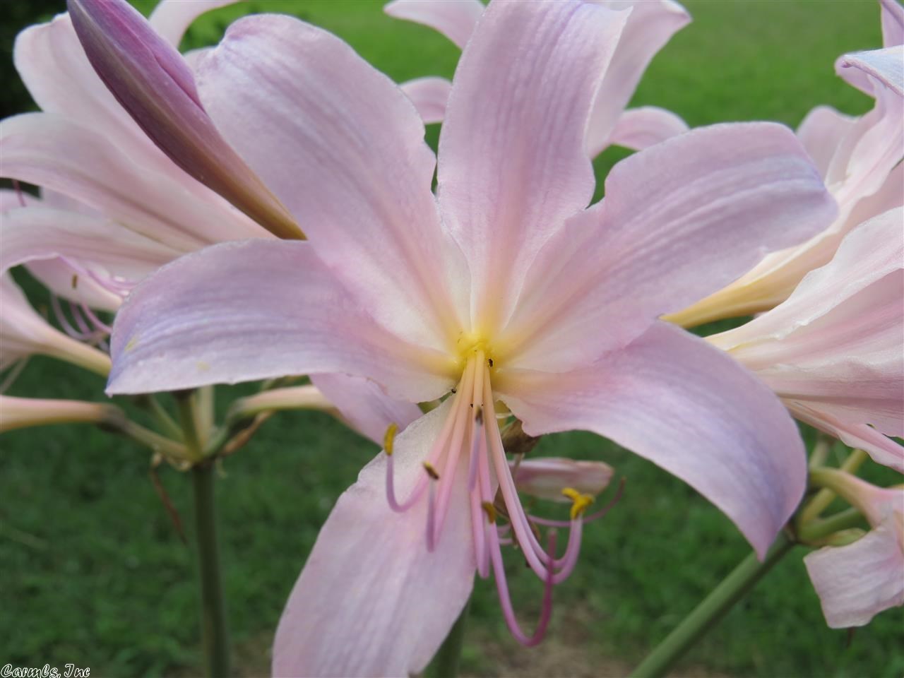 Chateau Village - Residential