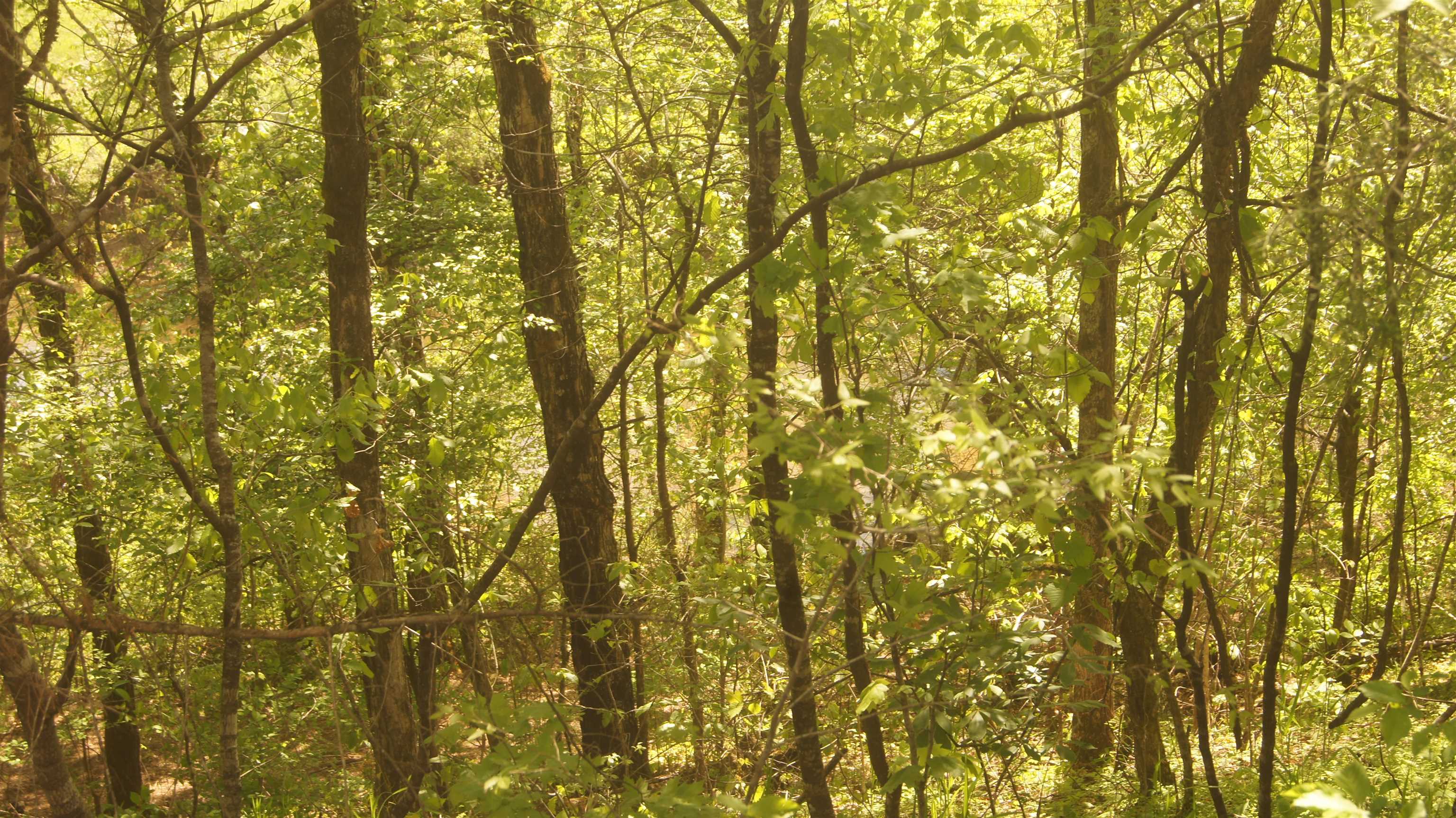 Not in Subdivision - Land