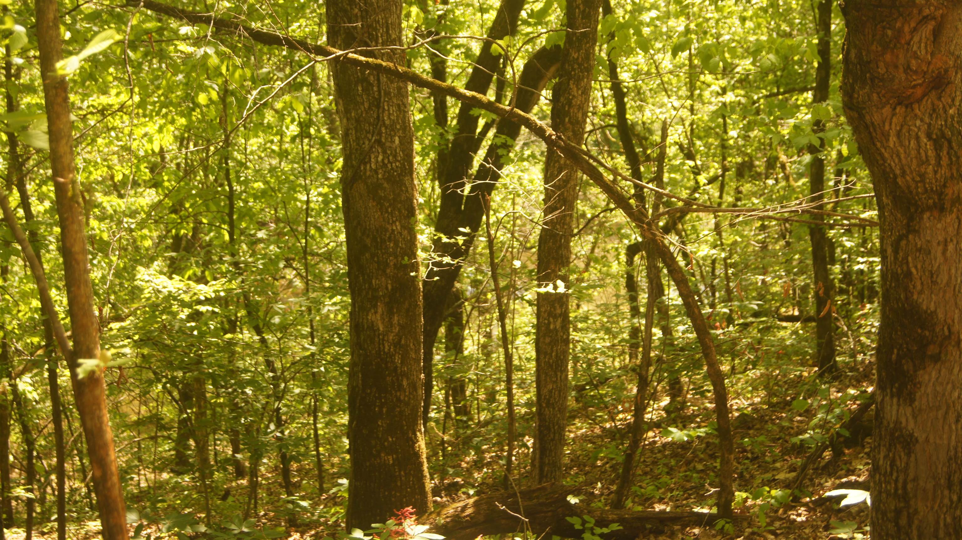 Secluded Serenity in the Ozarks: Discover this enchanting 5-acre parcel nestled in Northern Sharp County, Arkansas. Immerse yourself in the beauty of the Ozarks with breathtaking views and direct access to the scenic Martin's Creek. This versatile property offers endless possibilities for your dream getaway. Whether you envision building a cozy cabin, constructing your dream home, or simply enjoying recreational activities, this land provides the perfect canvas. Explore the wooded terrain, spend leisurely afternoons by the creek, or embark on hiking adventures through the surrounding natural splendor. Escape the hustle and bustle and embrace the tranquility of the Ozarks. This secluded haven offers a unique opportunity to connect with nature and create a peaceful retreat. With its prime location and endless potential, this 5-acre property is an ideal investment for those seeking a slice of paradise in the heart of the Ozarks. Estimated creek frontage is 220'.