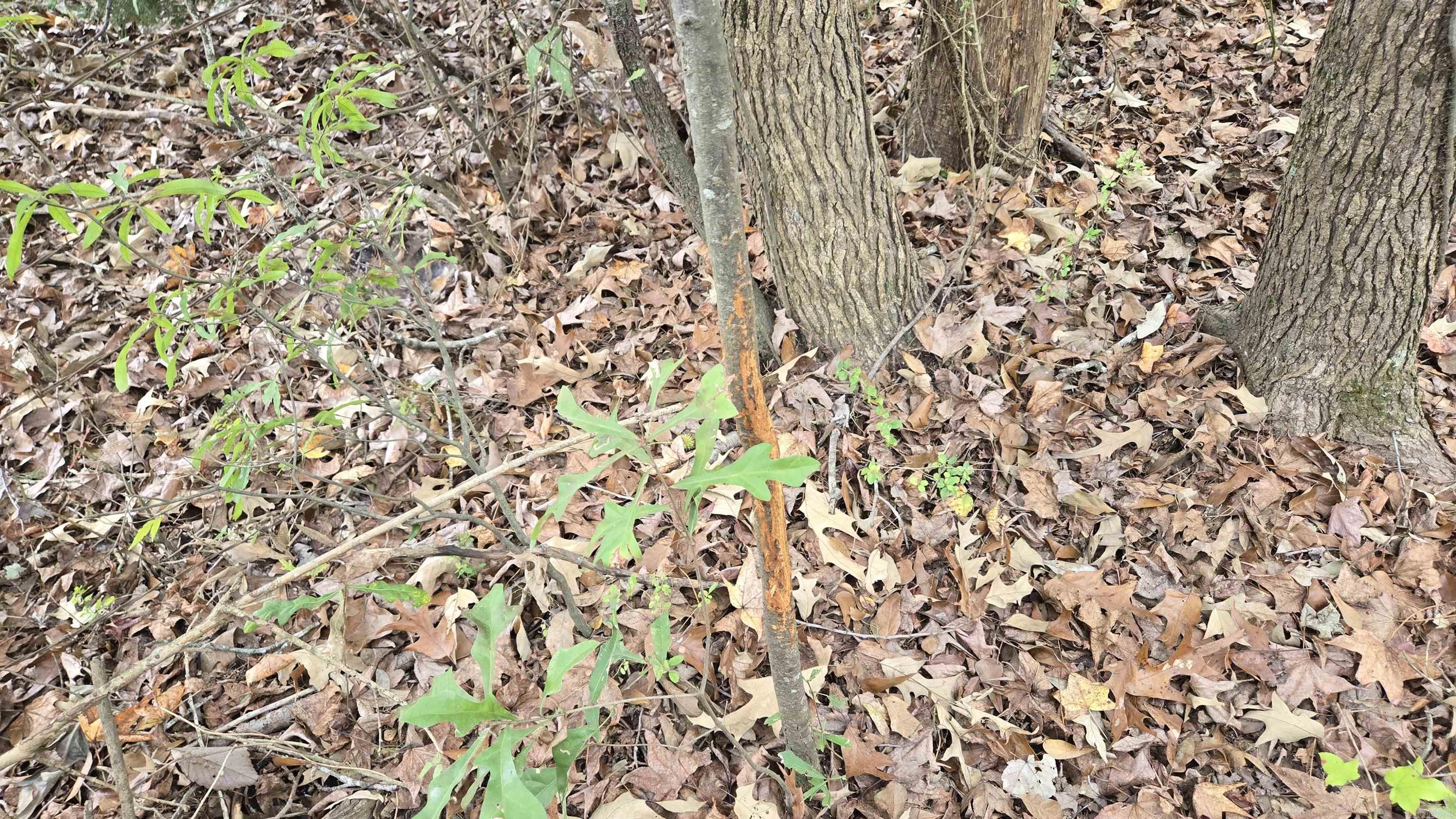 Metes & Bounds - Land