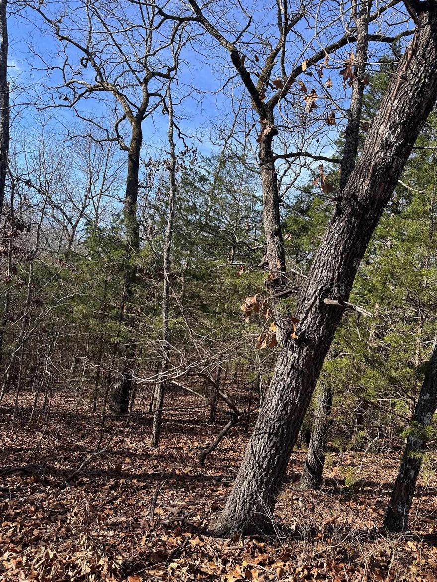 Lot Near Lake Thunderbird – Cherokee Village. Discover the perfect setting for your dream home or vacation retreat in the heart of Cherokee Village. This beautiful lot offers a quiet, serene atmosphere nestled between the two arms of Lake Thunderbird, making it ideal for those who value both relaxation and recreation. Prime Location: Lake Thunderbird, one of the area’s most scenic lakes. Lifestyle Amenities: Cherokee Village features 2 golf courses, 7 lakes for fishing, and the picturesque Southfork River for floating or kayaking adventures. Peaceful Setting: Enjoy the tranquility of village living with the convenience of nearby outdoor activities. Endless Possibilities: Build your forever home or a cozy getaway in this inviting community. (Septic installation required if building; power and water at road.) Come experience this fantastic lot in person and see why Cherokee Village is the perfect place to call home.  For more information about this amazing community, visit cherokeevillage.gov
