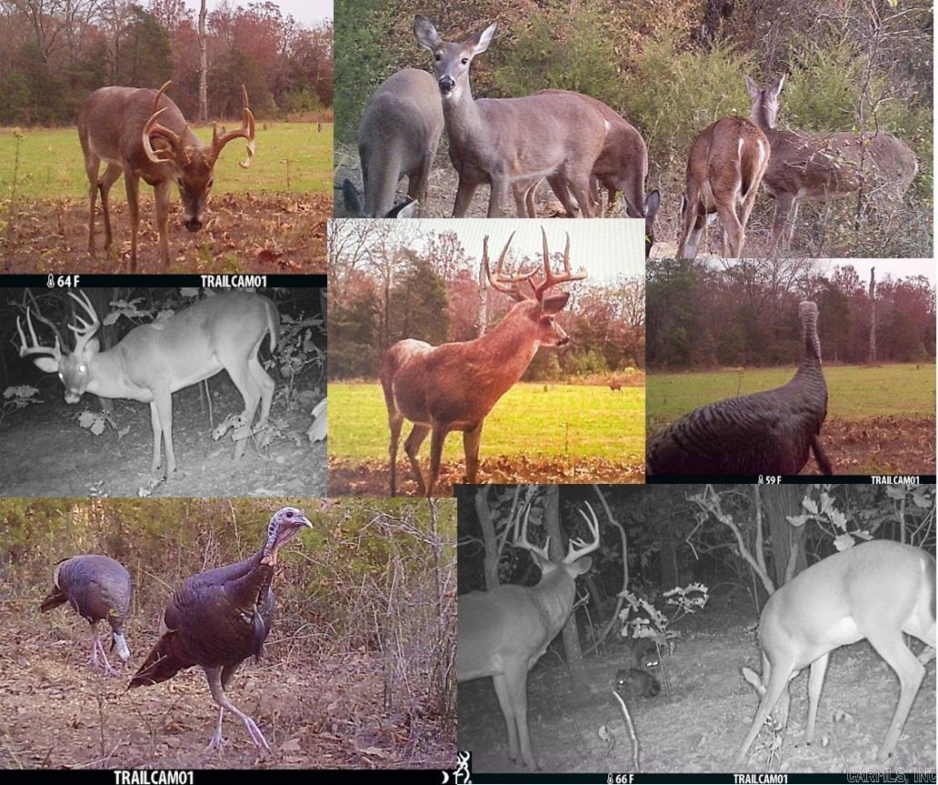 This exceptional property is a hunter's holy grail. An expansive network of trails can get you just about anywhere in the vast improved timber stand. Some trails double as food plots, but there are additional food plots and shooting lanes throughout the property that are planted in oats and wheat. The majority of the property is covered almost entirely with species of oak trees. It's had some thinning to reduce the basal area, making it an absolute hot spot for deer, turkey, and other wildlife. As a huge added bonus, the property is bordered on the western side by almost 6,000 contiguous acres of Cherokee Wildlife Management area, which you can hunt for deer, turkey, squirrel, rabbit, and quail with a general use permit. The trails are loaded with tracks and sign, and the game cameras are staying busy. Easy access from Highway 9 -- quiet and secluded, but close enough to civilization to have access to water and electric at the road and excellent cell phone reception.
