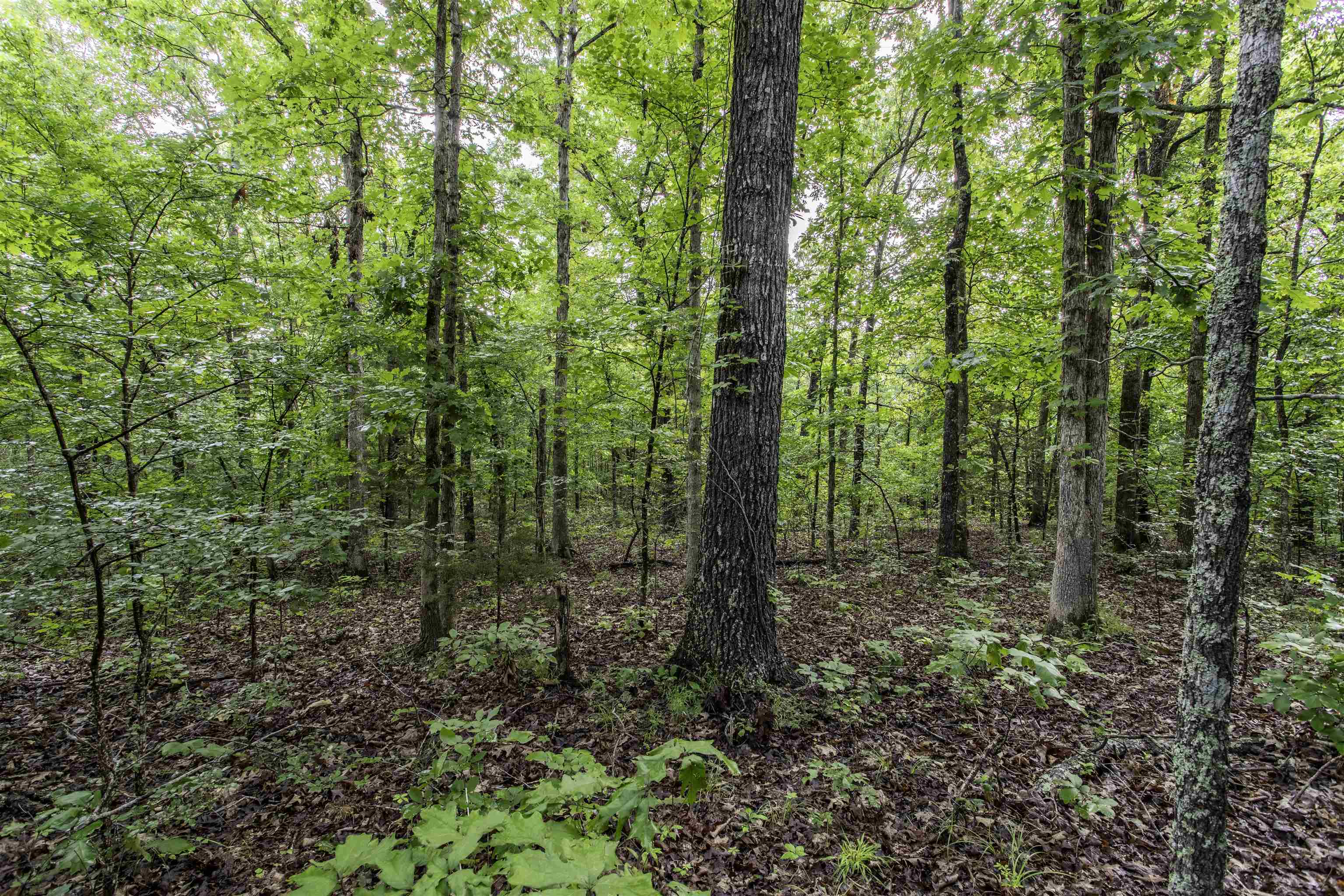 Vacant land in Fulton County, Mixed use., secluded. This 12.56 acres more or less can be used for just about anything from primitive camping, hunting to off grid property for homestead and cabin. Highland water, NEXT Fiber and North Arkansas Electric is nearby.