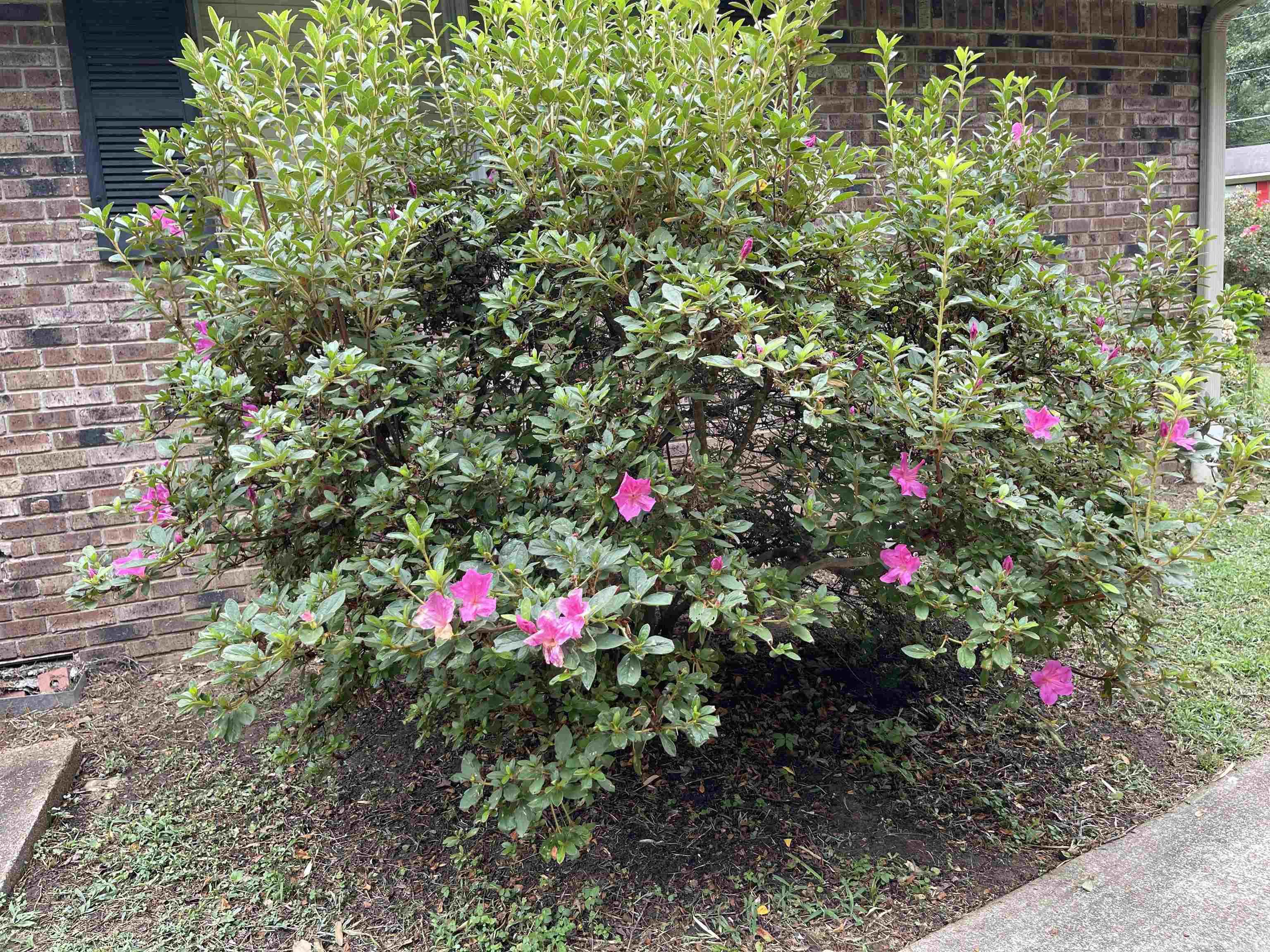 EAST EDGEWOOD ADDN 1 - Residential