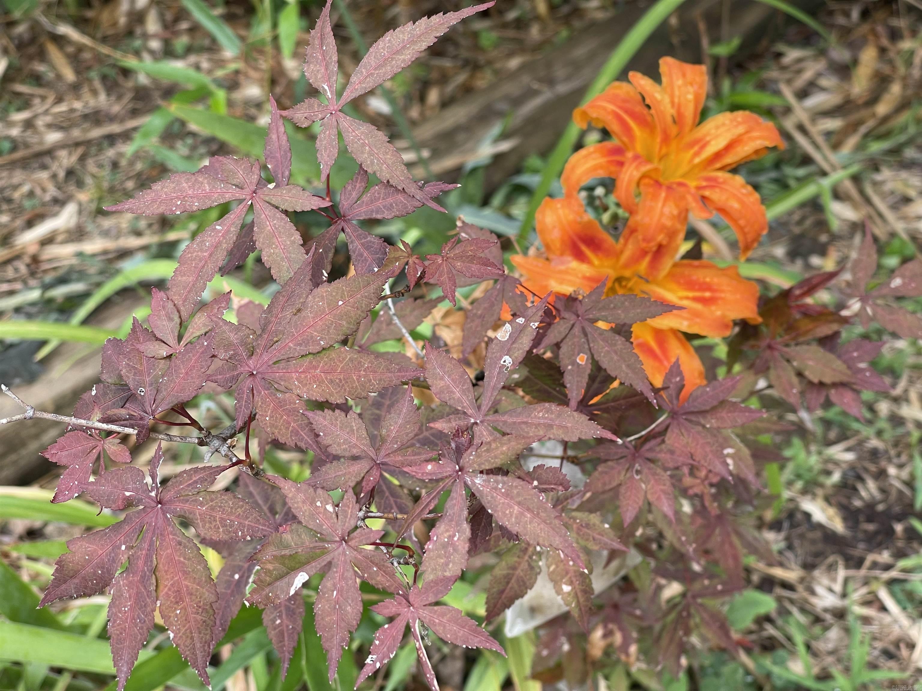 EAST EDGEWOOD ADDN 1 - Residential