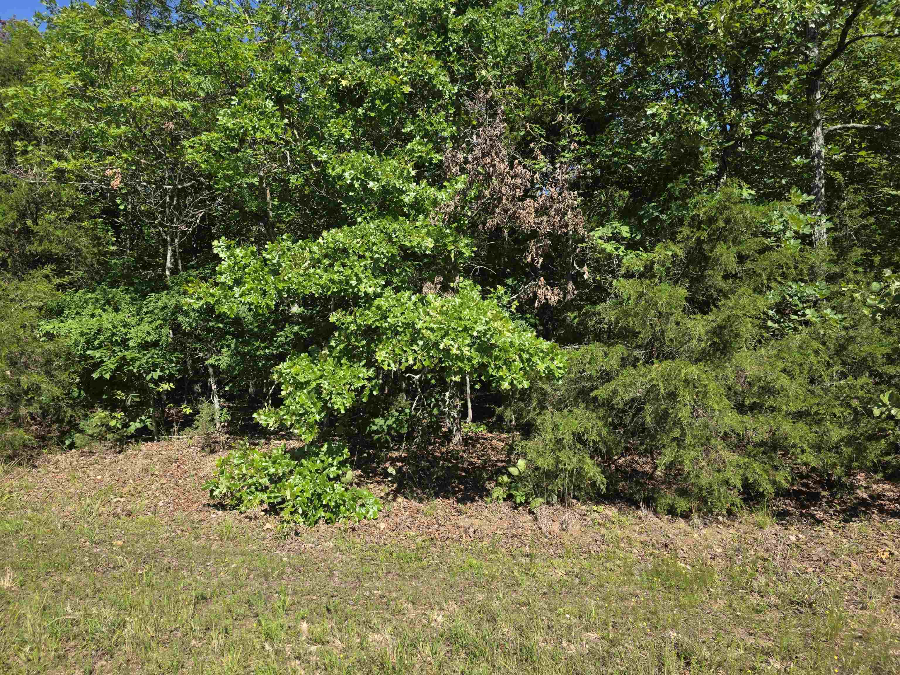 REEDS BLUFF - Land