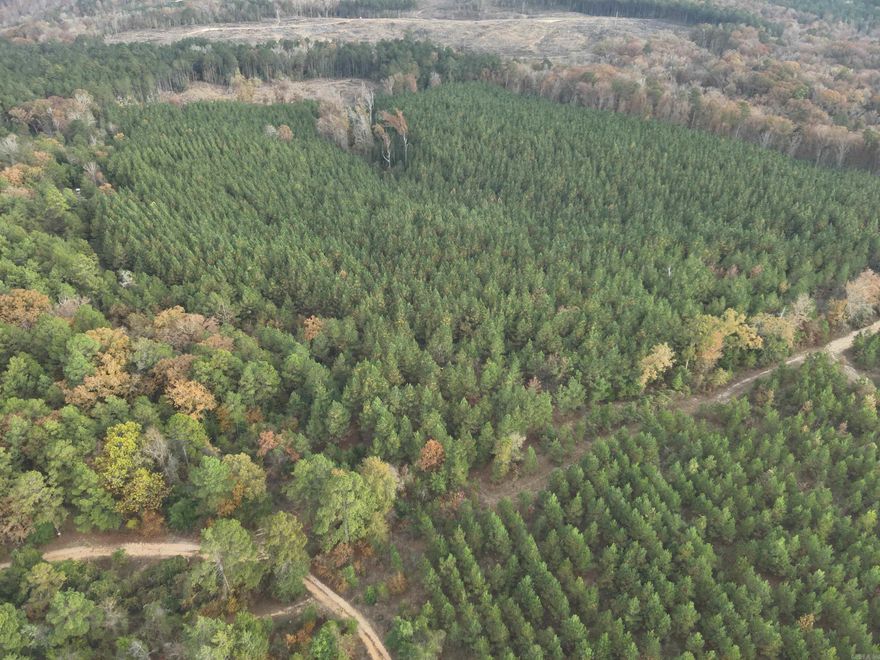 Hogan-02 (#03019-004089) is a ±40-acre tract of timberland located in northern Ouachita County about five miles north of Chidester, AR and six miles east of Reader, AR.  This tract can be accessed via gated semi-improved road that runs northeasterly from Ouachita Road 75 for about three-quarters of a mile to the west side of the property.   Approximately 29 acres were planted in 2014 with 2nd Gen. Atlantic Coastal (WeyCo) loblolly pine and are just a few years away from being ready for a first thinning.  The other acreage, which is along the north side of the tract, contains a stand of mature mixed hardwood and pine.  Looking for a great long term timberland investment with excellent hunting potential?!...then look no further than the Hogan #2 Tract in Ouachita County.  (Mineral rights not included.)