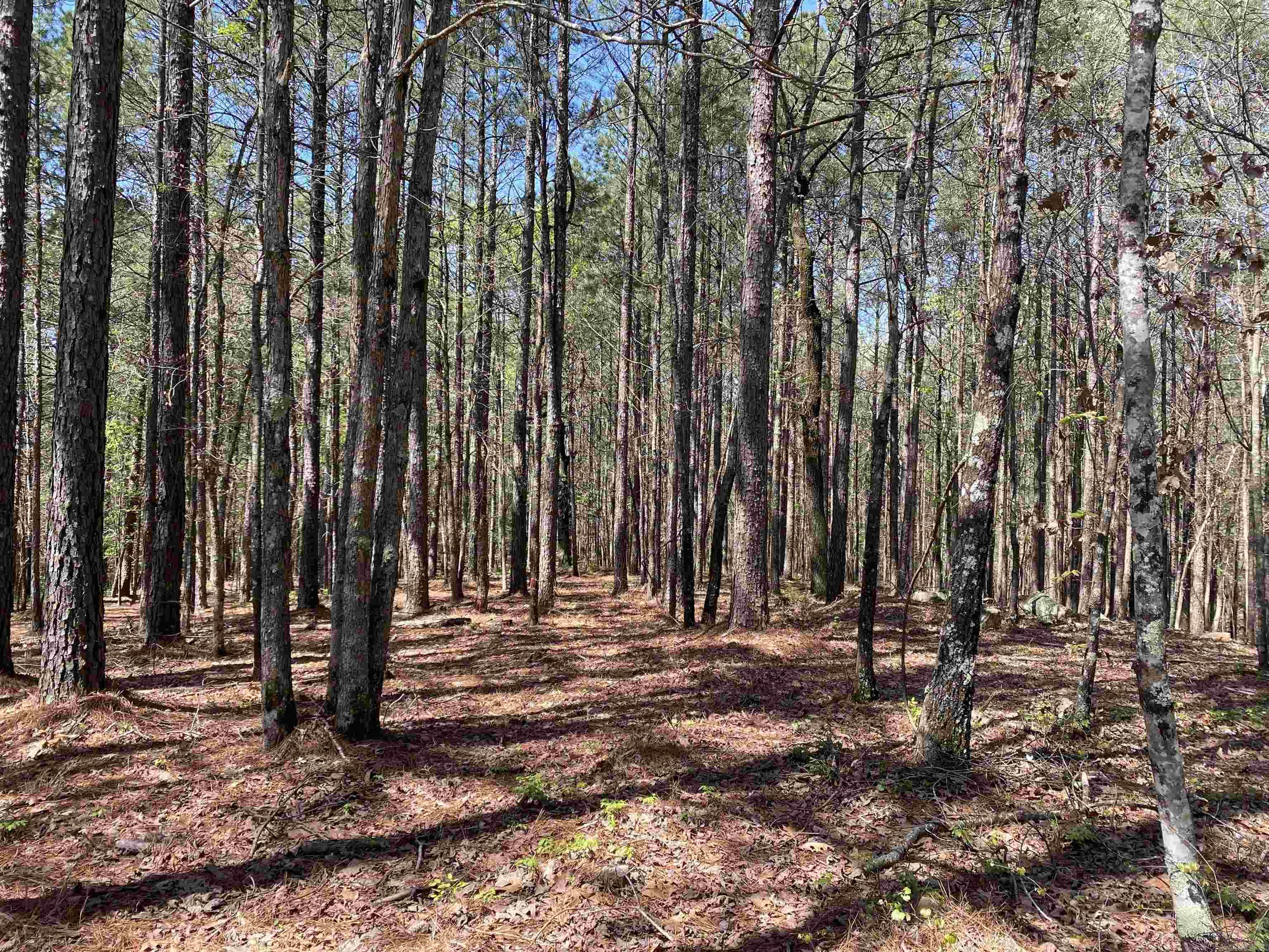 Beautiful 3-acre wooded lot now available in the Woodland Springs subdivision. Located on the Montgomery/Garland County line and just minutes from Lake Ouachita and the LOVIT trail. This 3 acre parcel has a nice mix of hardwood and pine and abundant wildlife for that cabin in the woods feeling while being minutes from Mount Ida or Hot Springs. Nice, level spot for building your dream home or the weekend getaway you have always wanted. Don't wait, call today!