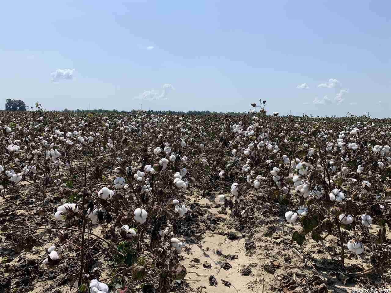 Cotton Farm. No irrigation. Highway frontage.