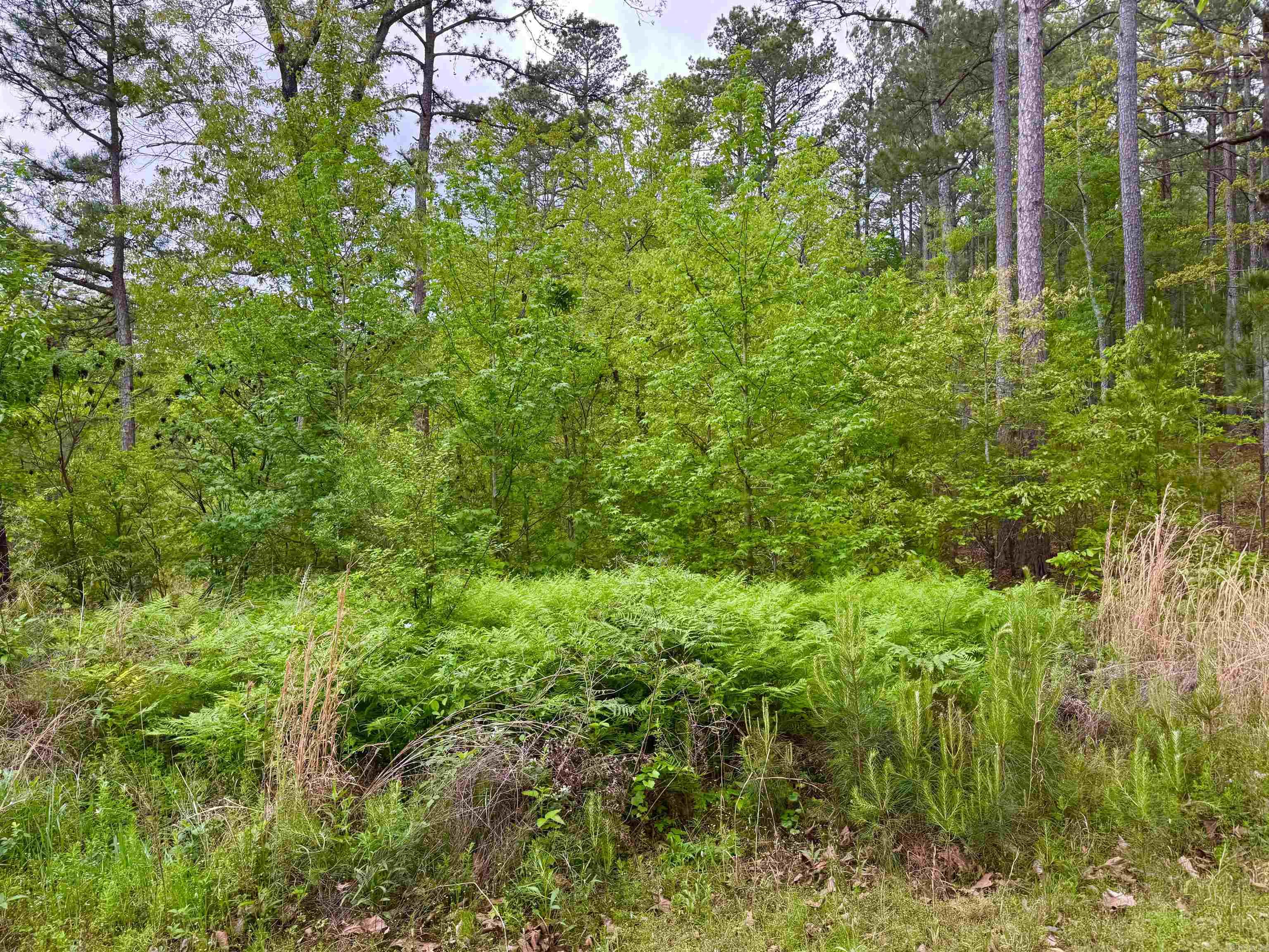 Treasure Isle #9 - Land