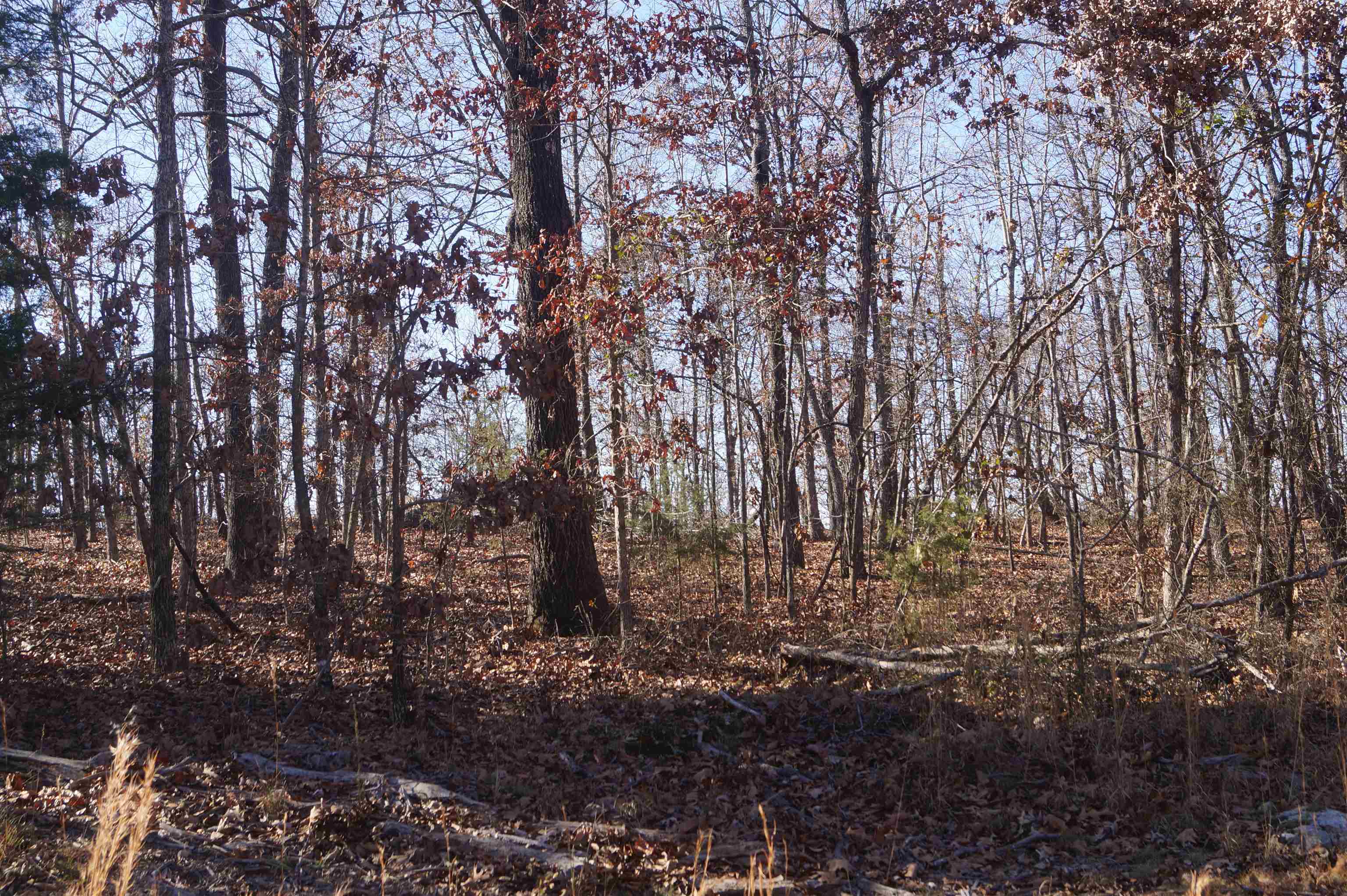 Nestled amidst a serene woodland setting, this enchanting 3-acre parcel offers the perfect canvas for your dream cabin getaway. Immerse yourself in the tranquility of nature, surrounded by towering trees and a symphony of birdsong. The property boasts a picturesque view, ideal for enjoying sunrises and sunsets from your future porch. With convenient access via a paved road and nearby electricity, this land presents an exceptional opportunity to build your own private retreat.