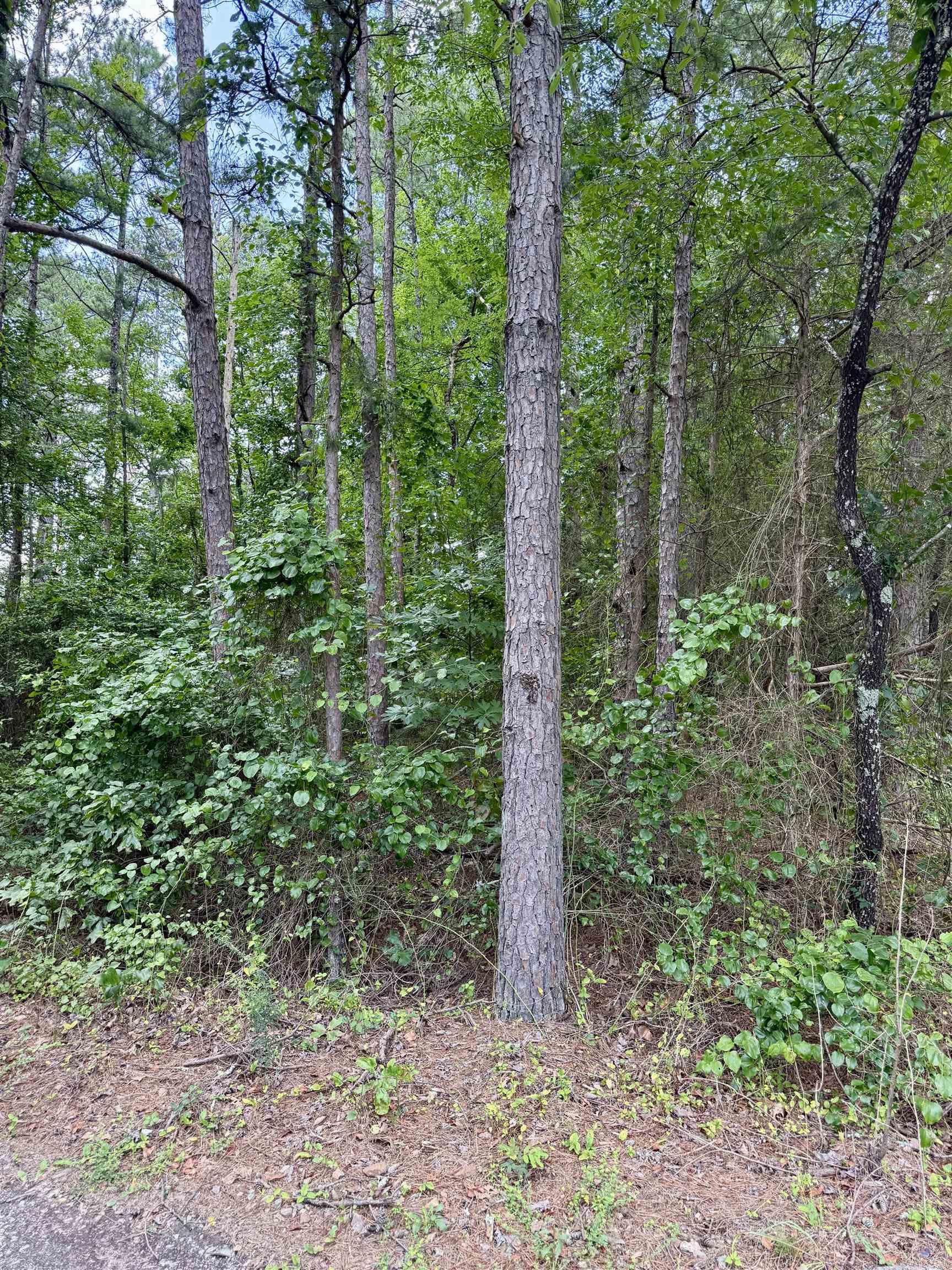 South Shore Park - Land