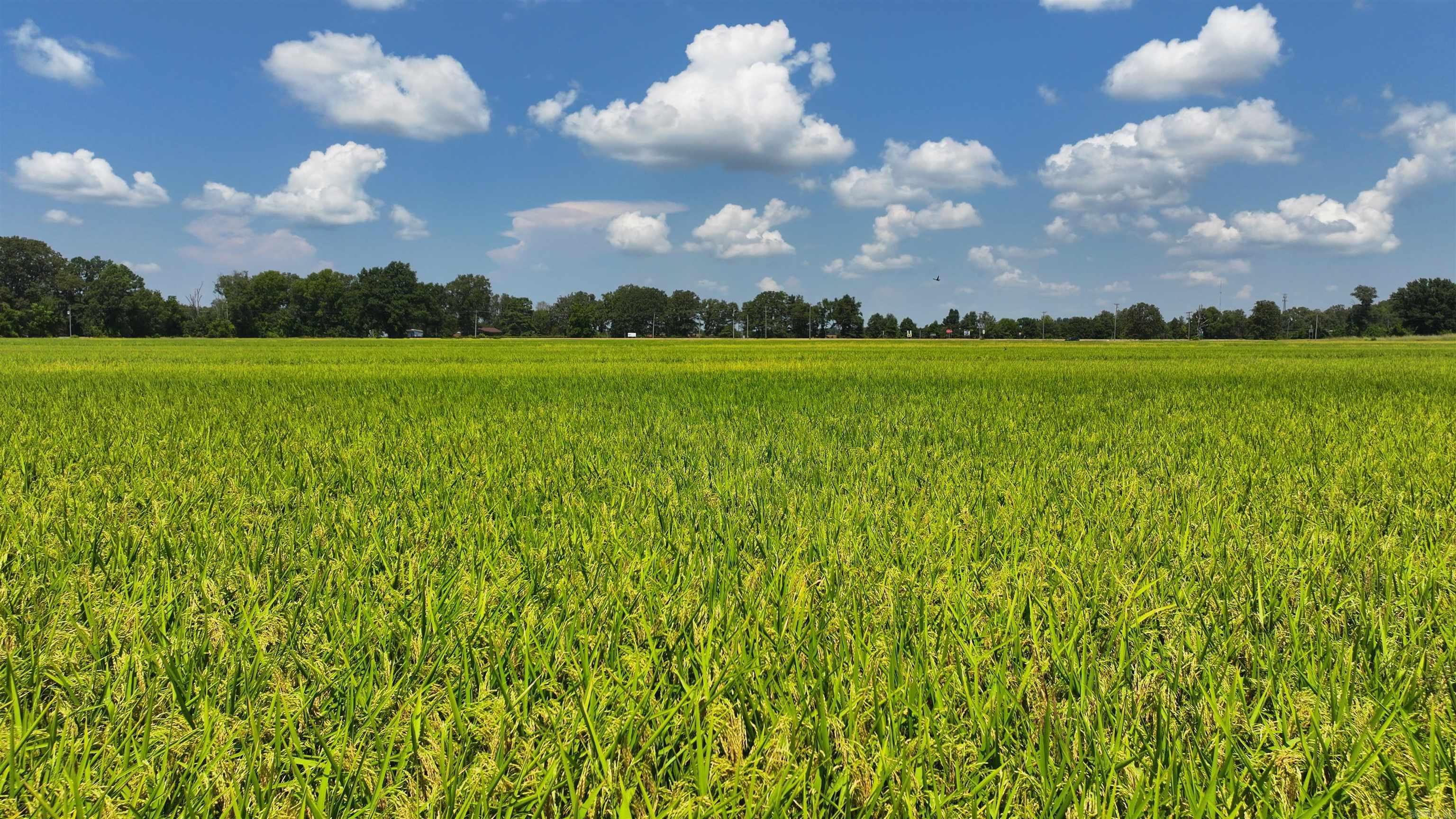Located just south of Brinkley at the intersection of Highway 70 and Highway 49, this 94.21± acre farm offers precision-graded, irrigated farmland ideal for efficient crop production. Historically used in a rice and soybean rotation, the property is irrigated by an electric well and features productive silty clay loam soils. Precision grading, perimeter roads, and drainage systems enhance both accessibility and water management, making this farm a highly efficient and dependable agricultural asset.
