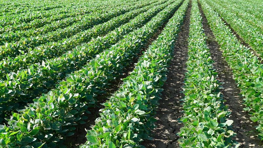 Entry Only. Irrigated cotton, corn and soybean farm.