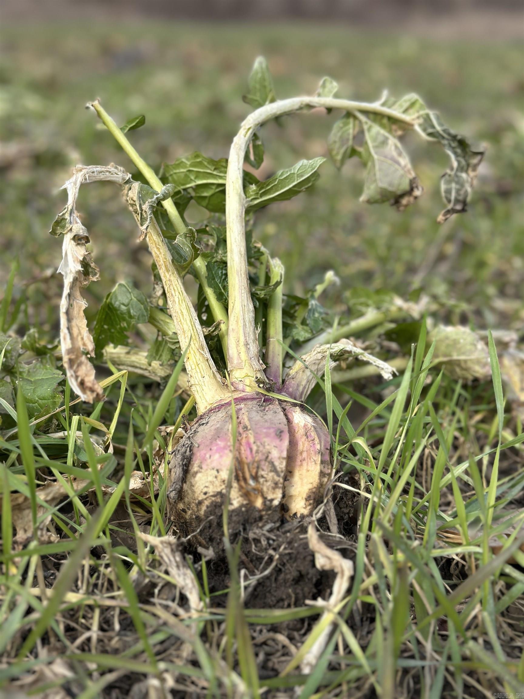 Metes & Bounds - Farm