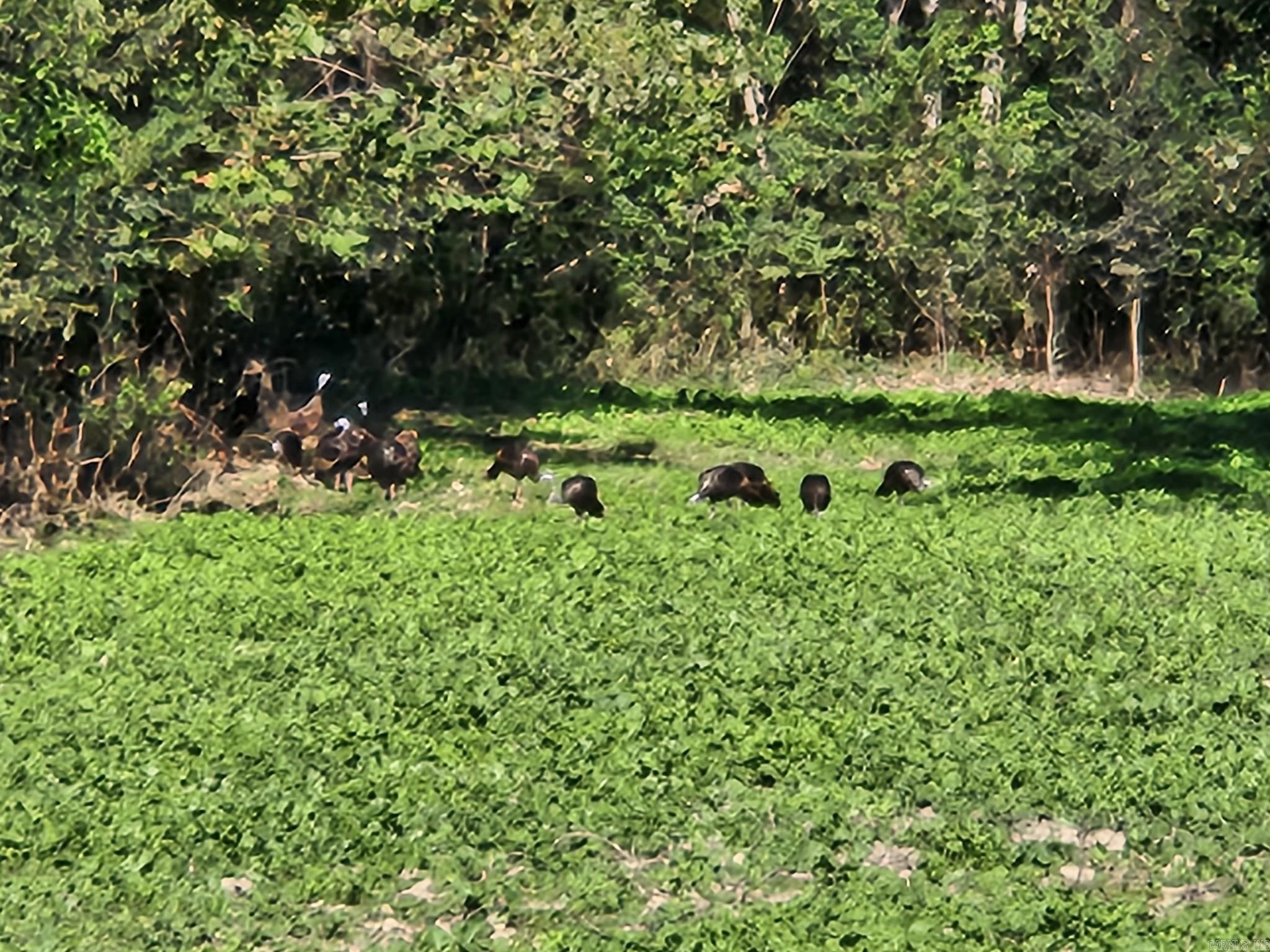 Metes & Bounds - Farm