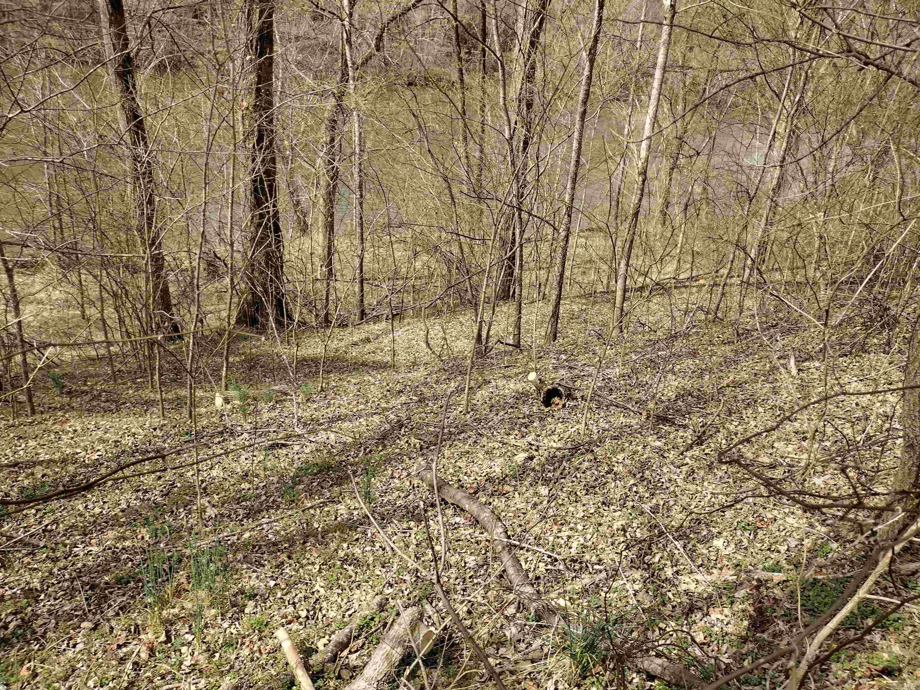 Riverview at Sylamore - Land