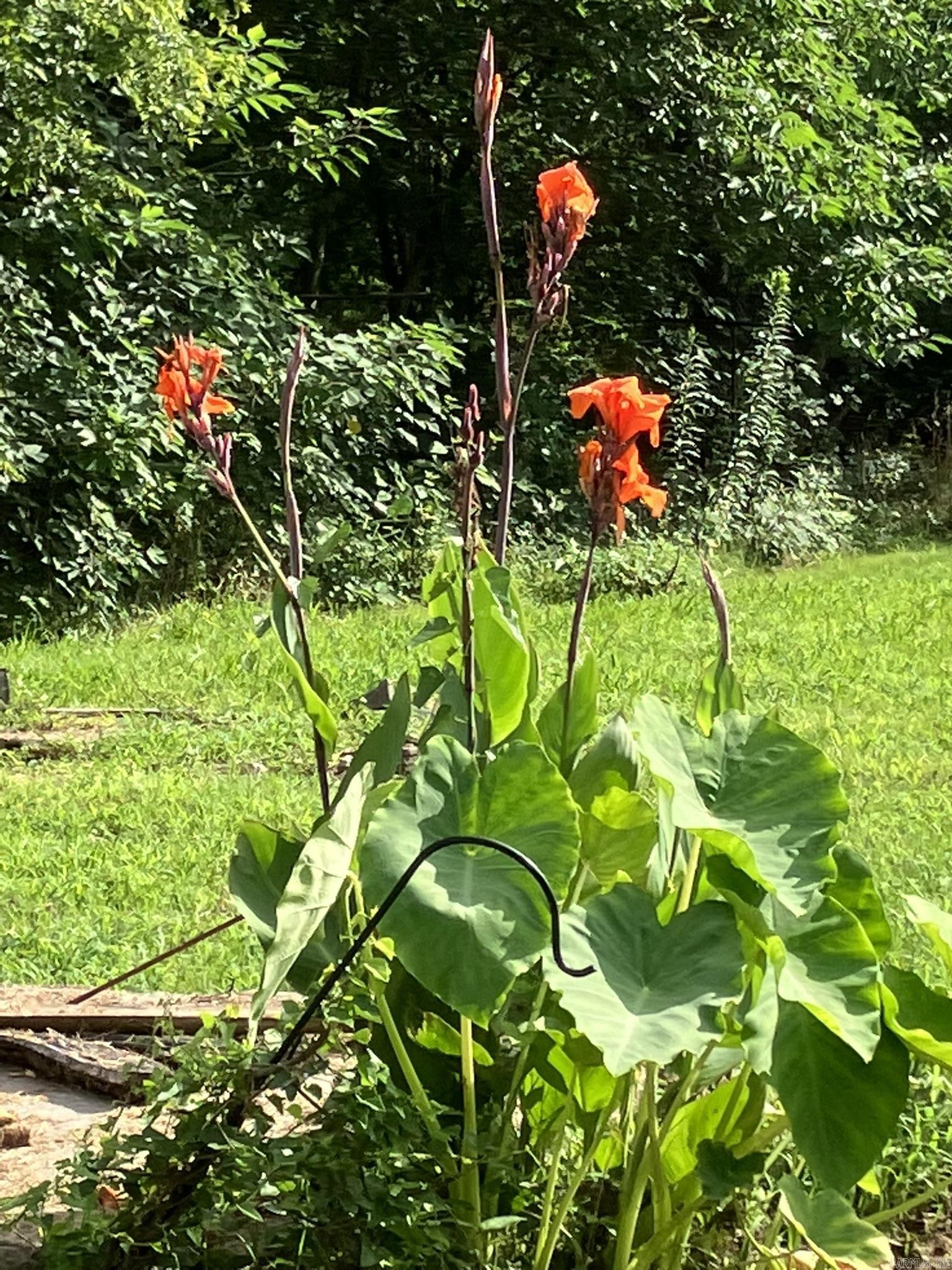 Mena Original - Land