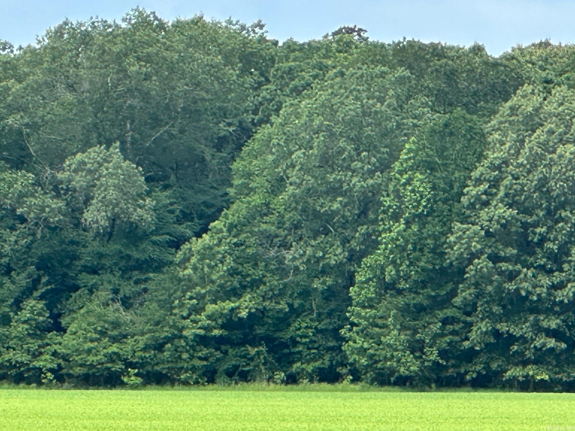 Ready to harvest , big timber