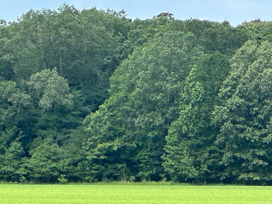 Ready to harvest , big timber