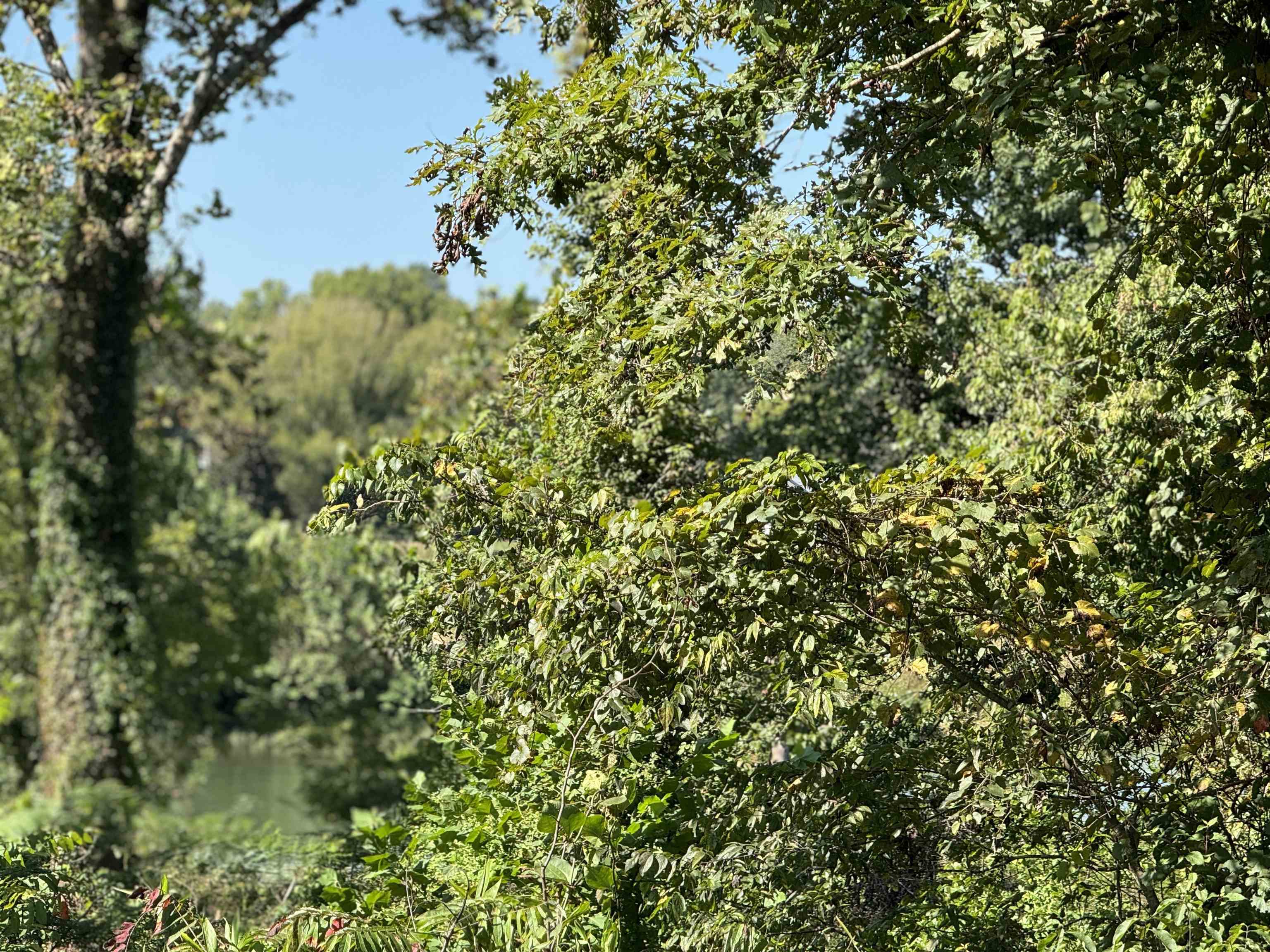 SCOTT ADDITION - Land