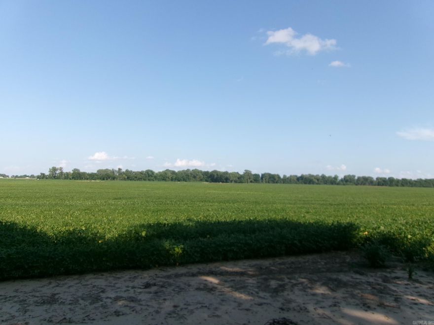 Deeded acres are 12, 104 and 20 acre tracts. 12 acre and 104 acre blocks are inside the floodway levee. Adjoining Irr. farms have Rice East, Cotton South and Soybeans North. Cotton farmer told me he has had cotton on it since purchased 7 years ago and has never missed a crop. All of these crops look good and indicate promising yields.