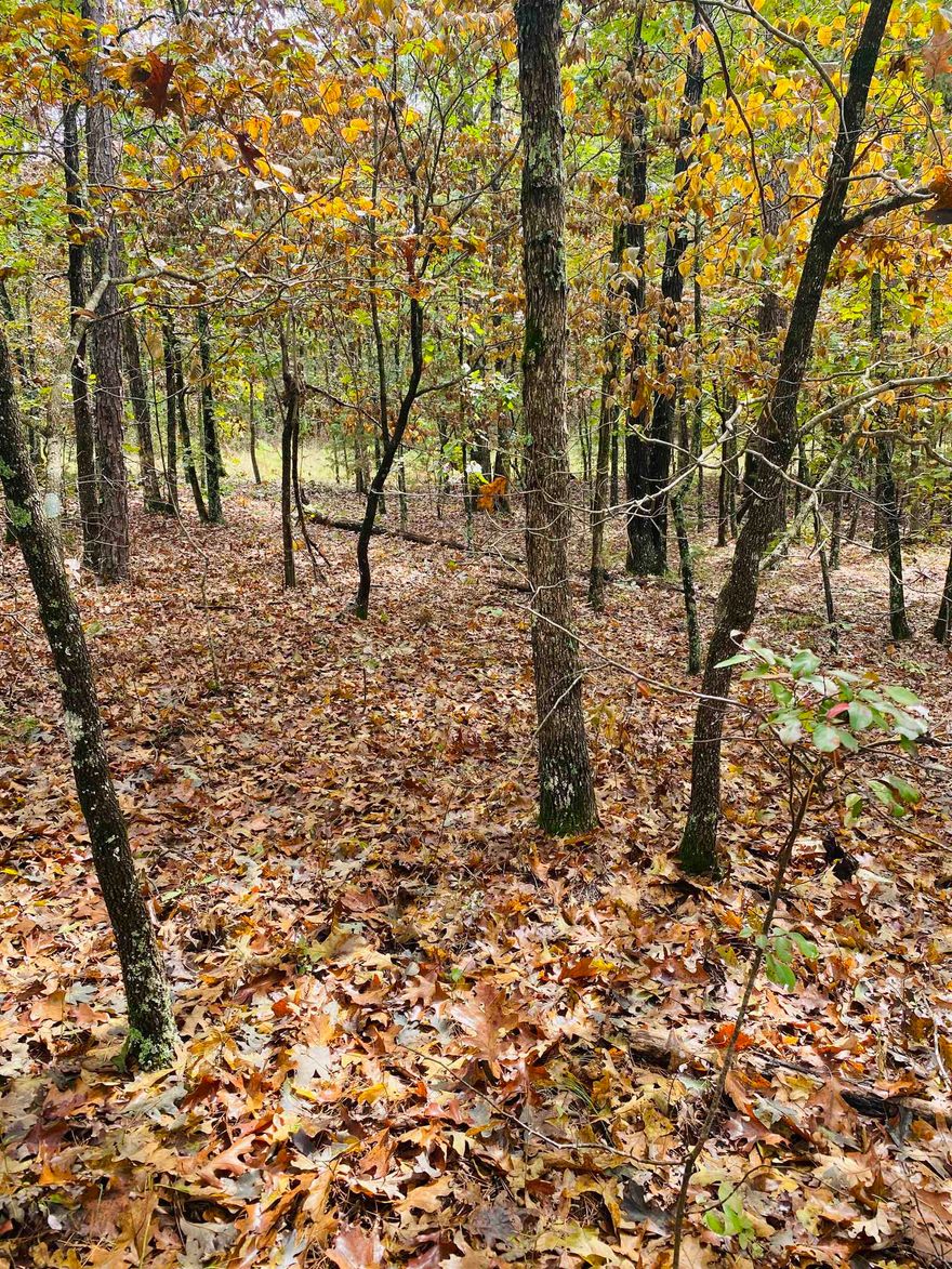 This 130 +/- wooded acre tract is located in a prime hunting area of the Ozarks. This property offers excellent opportunities for whitetail deer, turkey, and small game hunting, making it an ideal recreational retreat for outdoor enthusiasts. With county road frontage, electricity, and fiber optic internet already available on the property, you’ll have the convenience of modern utilities while still enjoying the privacy of the woods. The land sits less than one mile from the state highway and only four miles from town, providing the perfect balance of seclusion and accessibility. Whether you’re looking to build an off-grid hunting cabin, a private getaway, or even a permanent homestead, this acreage provides endless potential in a highly desirable location. Listed at $459,000.