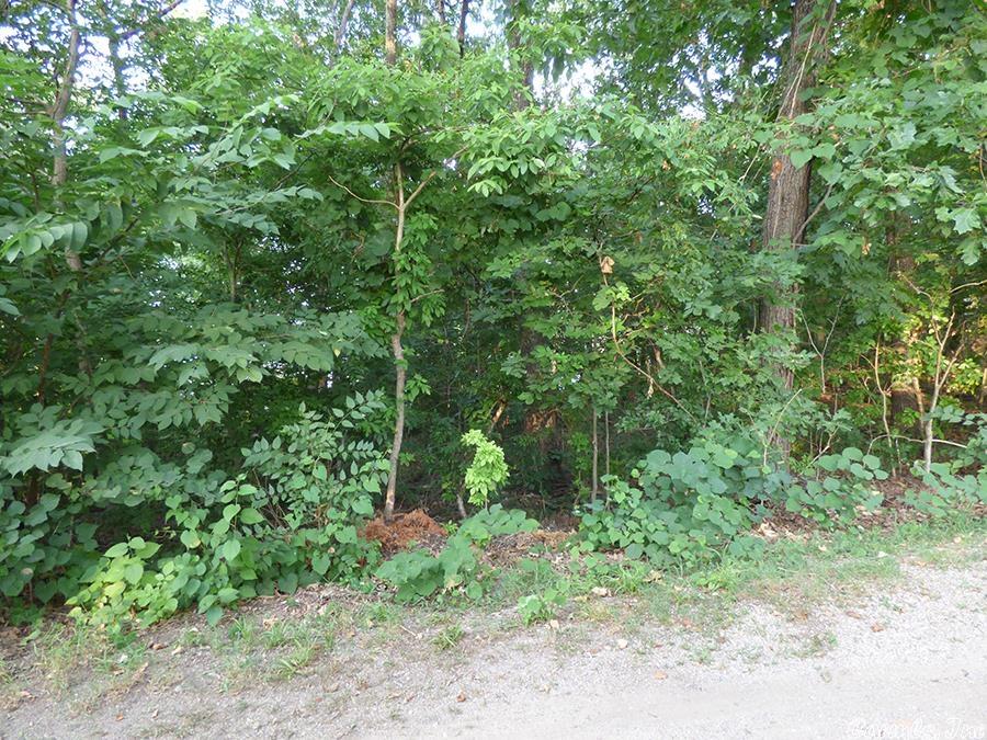 Thunderbird Third - Land