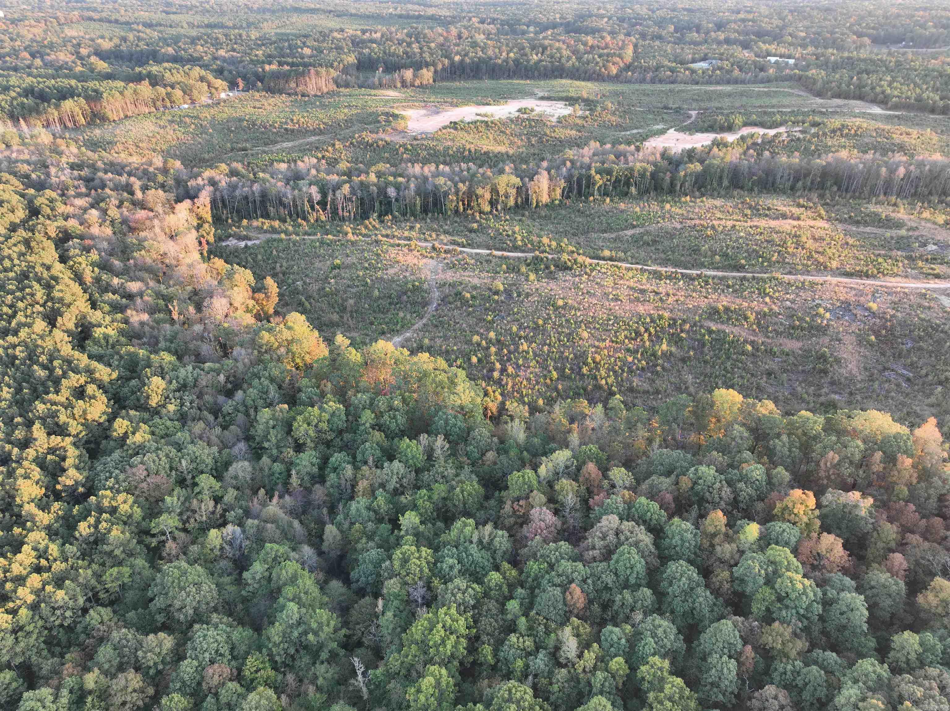 Mountain Pine - Land