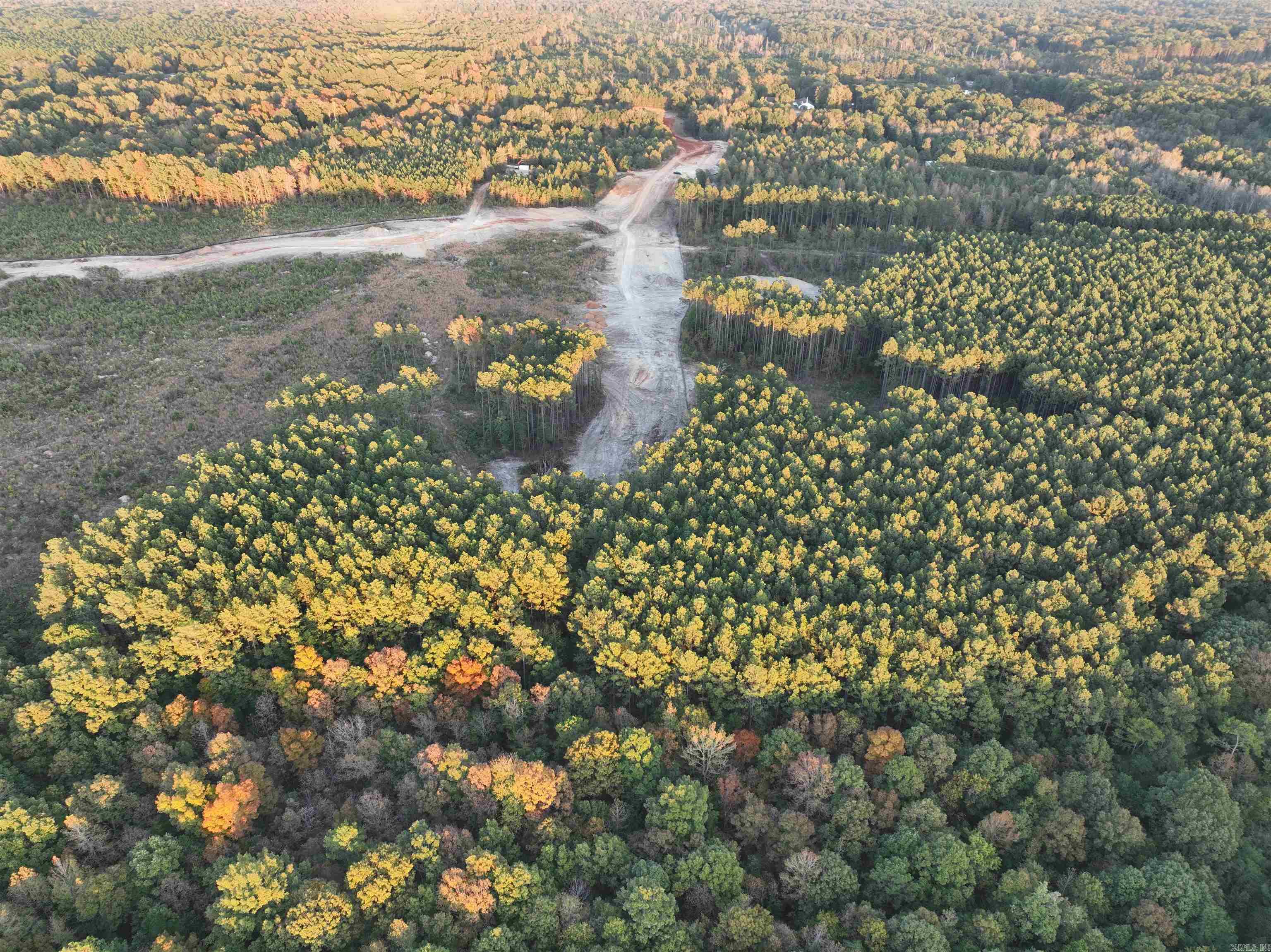 Mountain Pine - Land