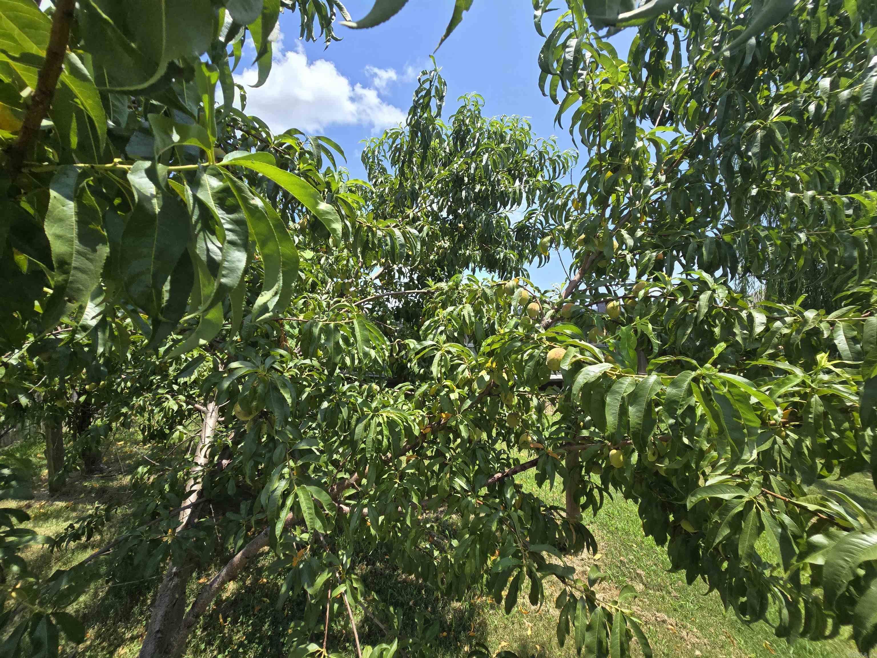 BROOKLAND HILLS - Residential