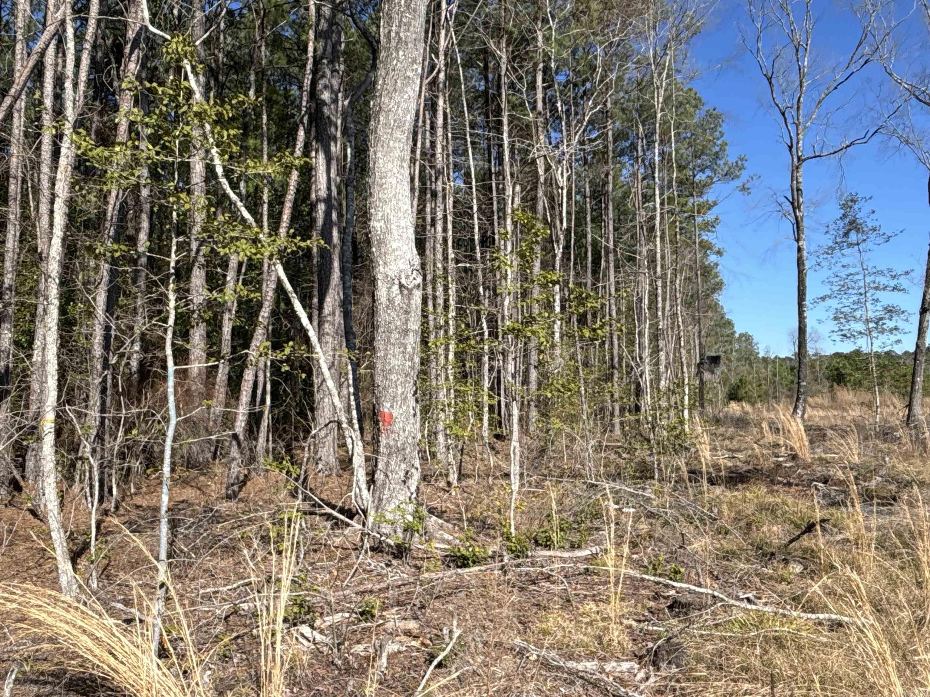 Sparkman Original - Land