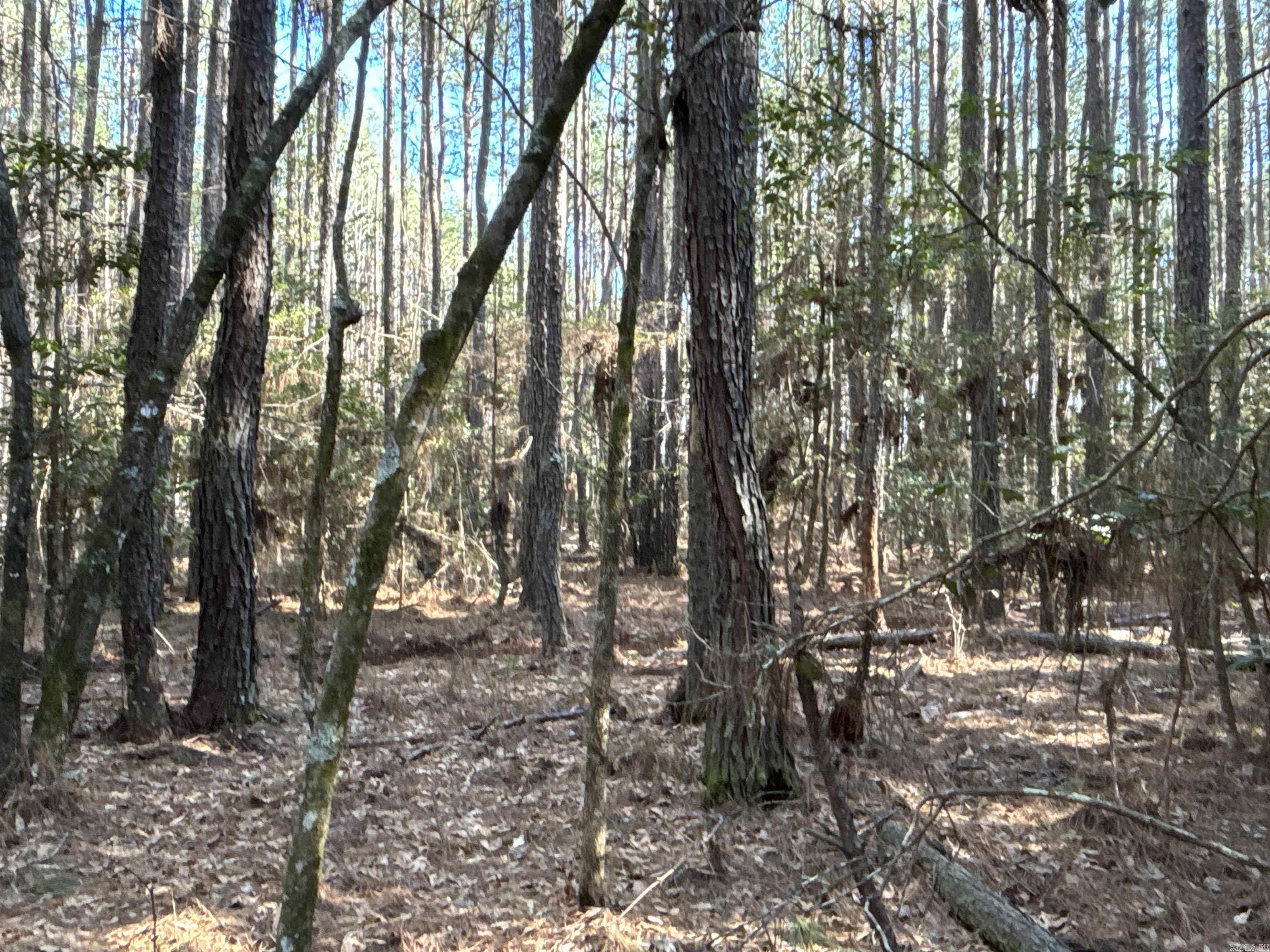 Sparkman Original - Land