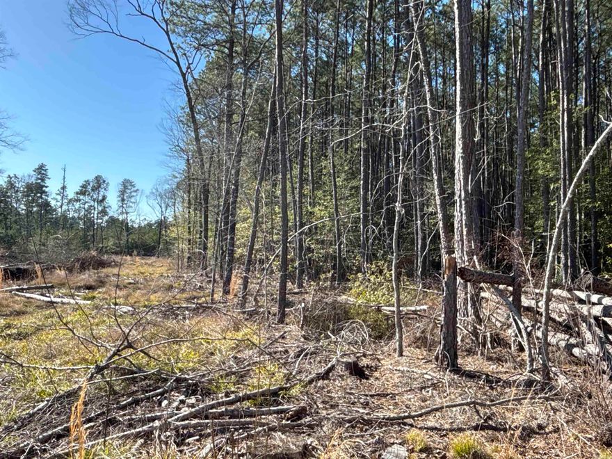 The ‘County Line 20’ (#03019-04043) is a ±20-acre tract located in the western part of Dallas County near the Clark County line.  A 40+ year-old pine plantation covers this entire tract.  Looking for a smaller timber investment with great revenue potential?  Look no further because this is it!  Contact the Neeley Team with United Country – Neeley Forestry Service, Inc. at 870-836-5981 and ask about the County Line 20 or check this property out online at UCNeeleyForestry.com!  This offering does not include mineral interests.