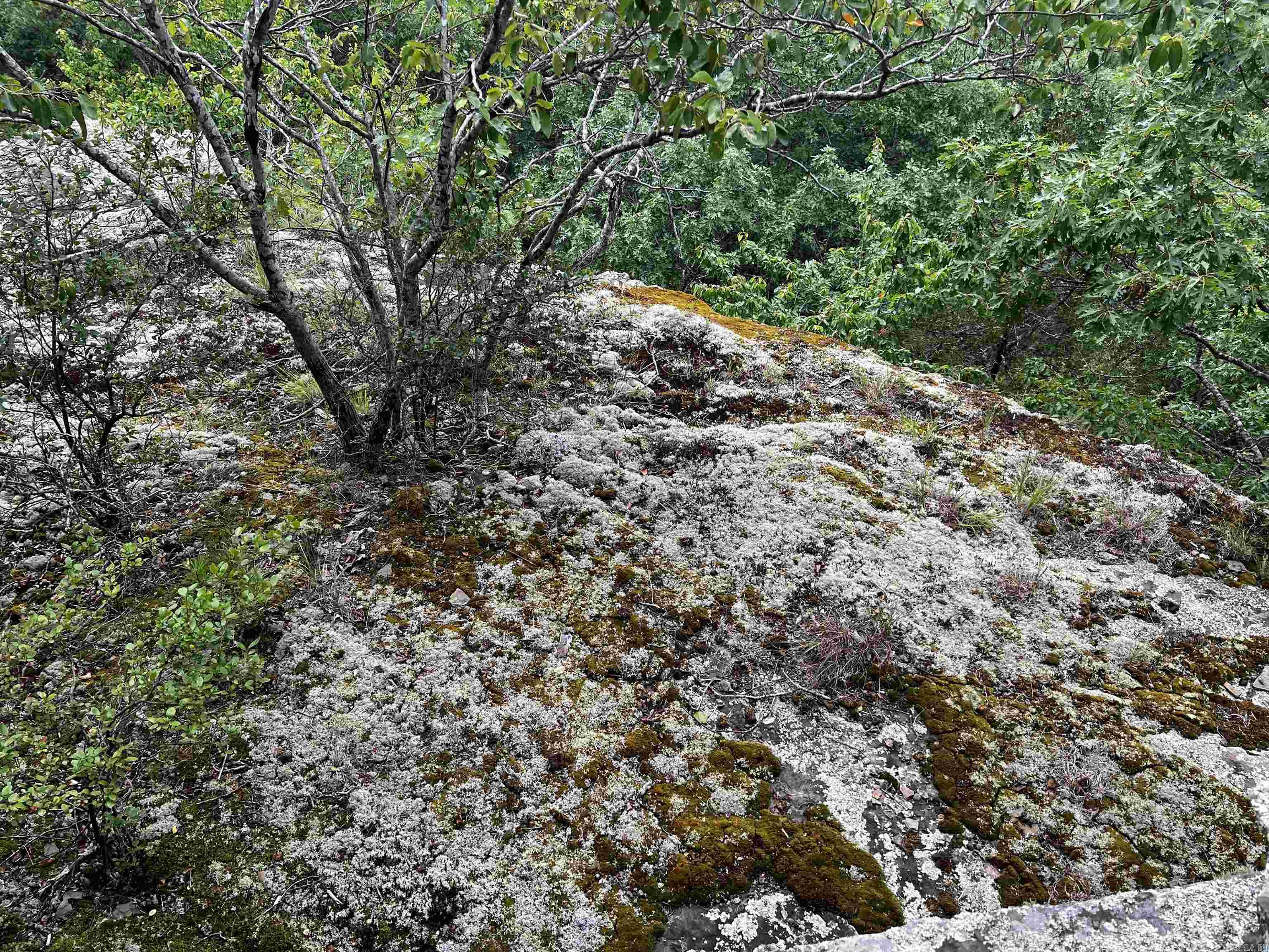 Diamond Bluff Estates - Land