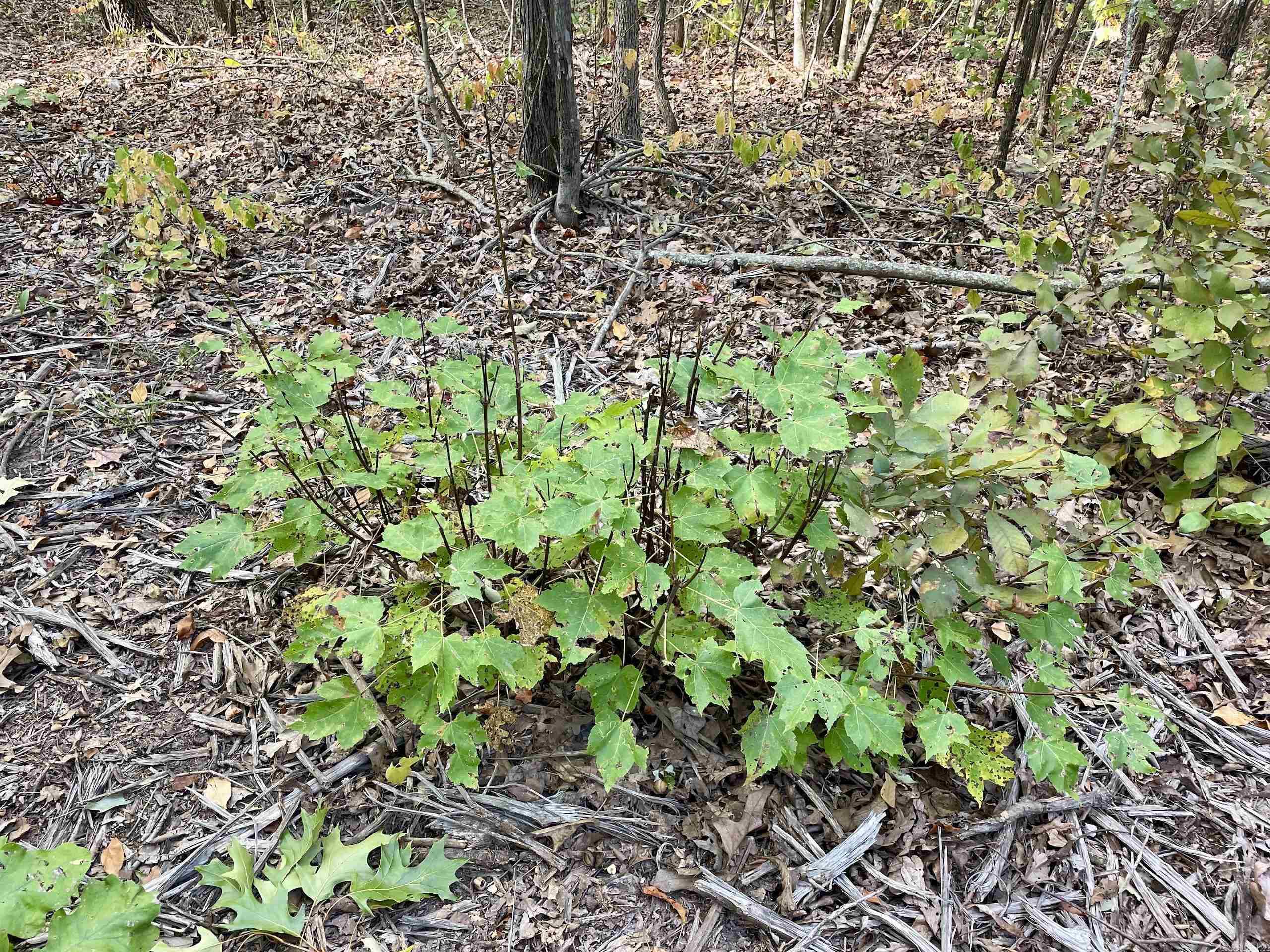 Not in Subdivision - Land