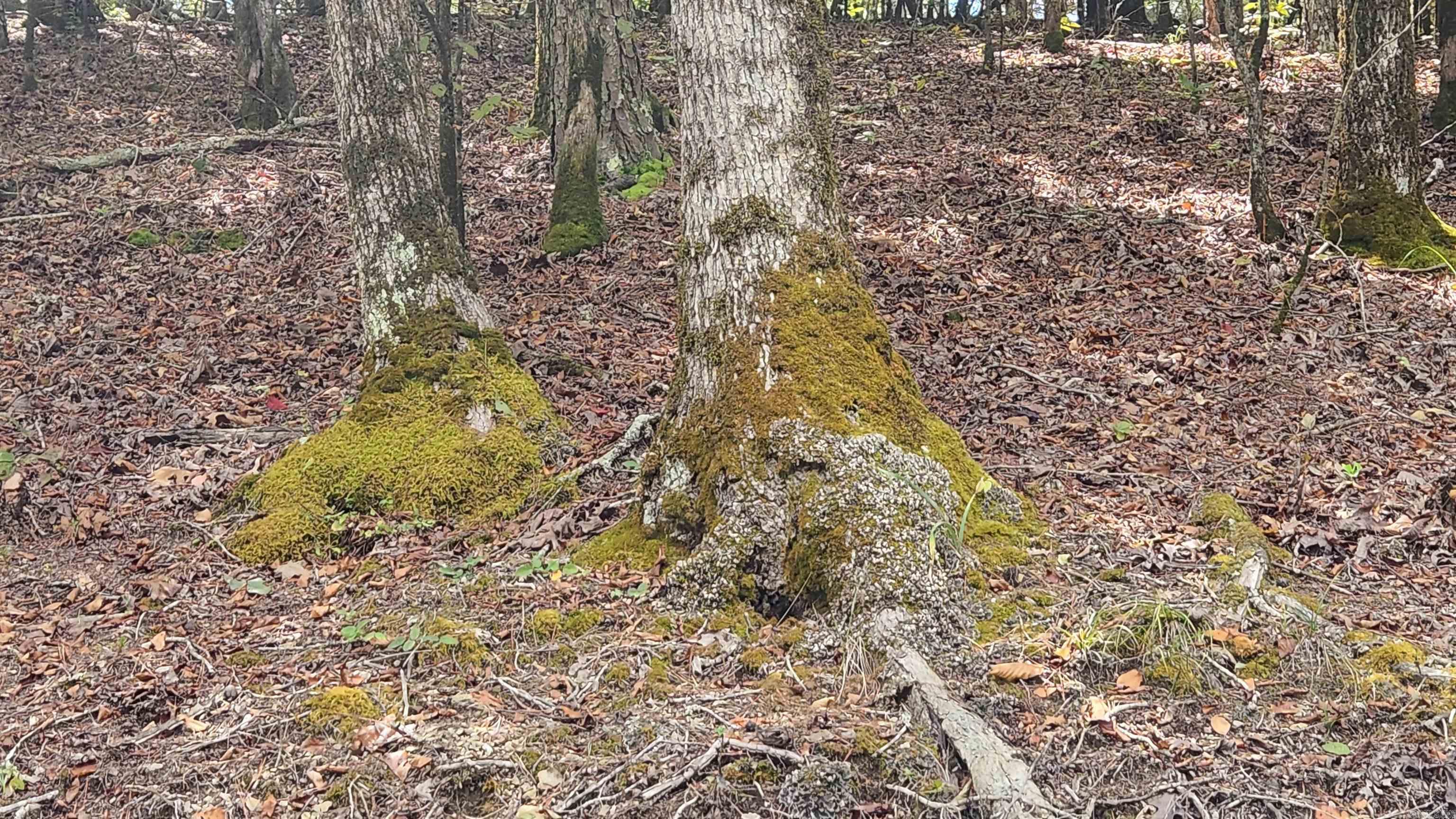 REVAS RETREAT - Land