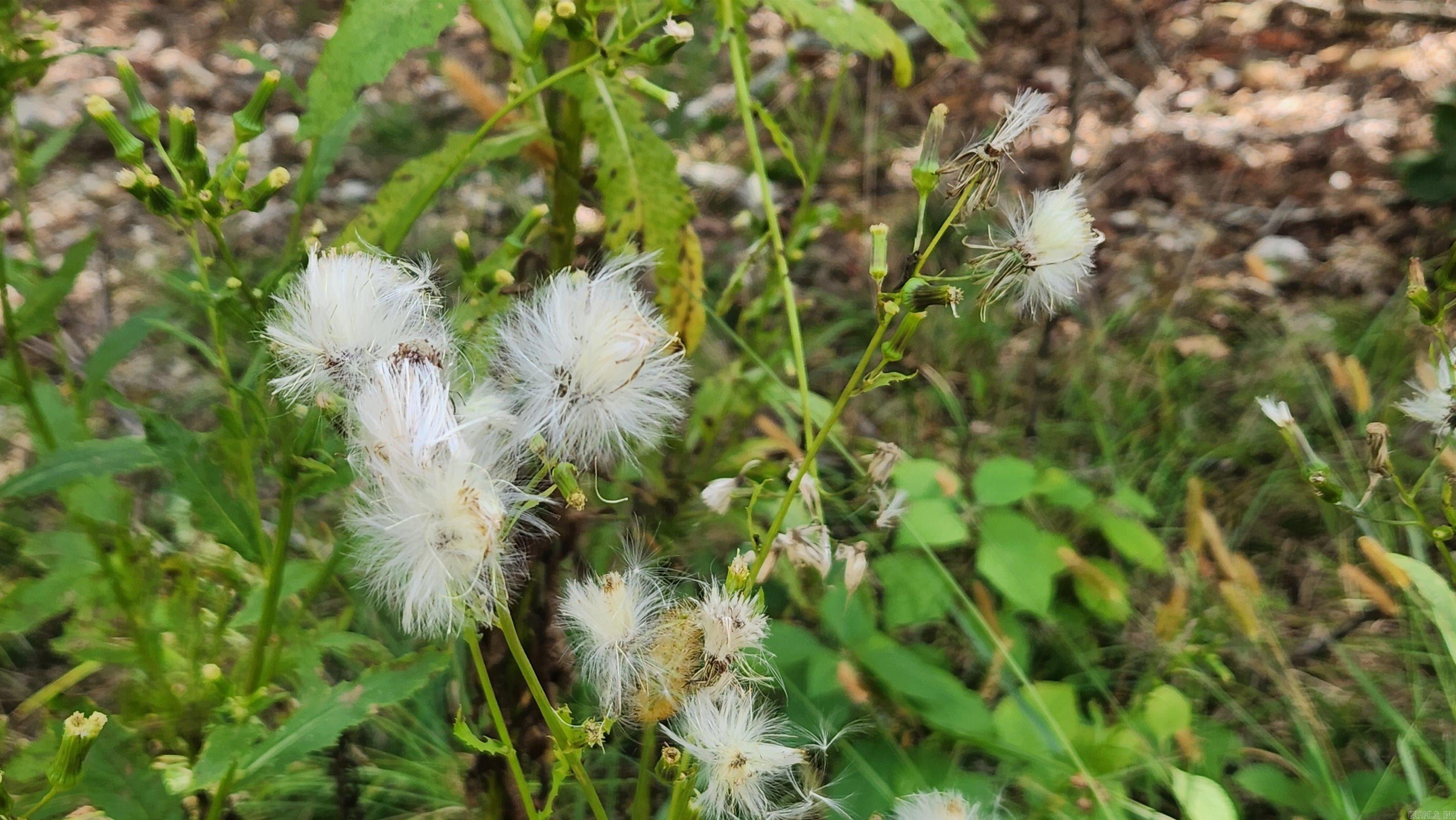 REVAS RETREAT - Land