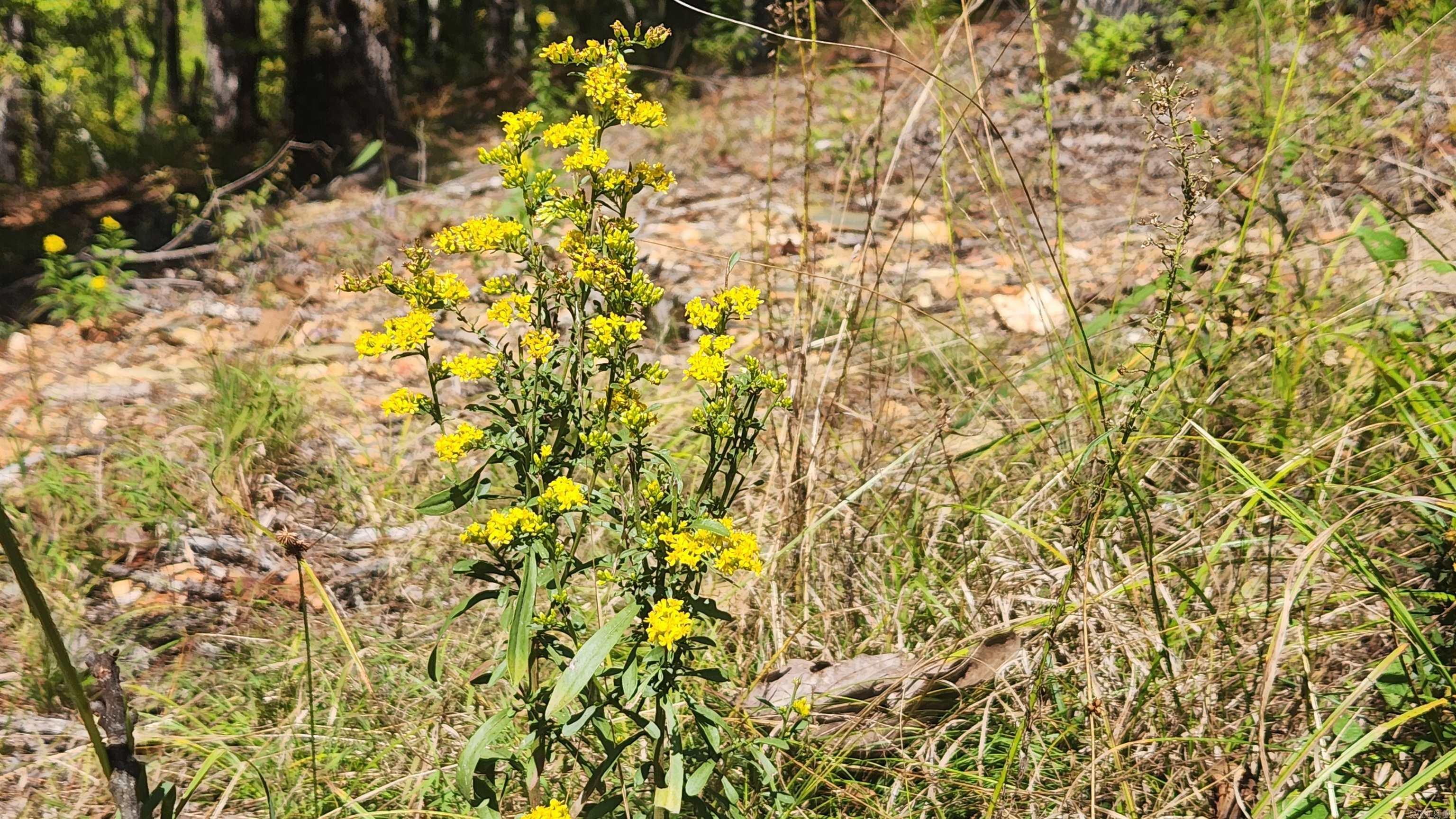 REVAS RETREAT - Land