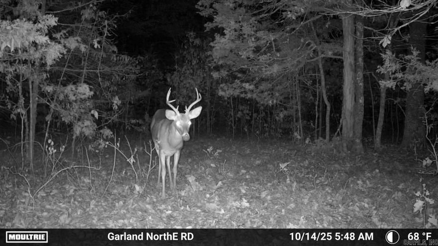 The Calico Creek 80 is your secluded Ozark getaway located just west of Pineville, Arkansas.  This property features mature hardwood timber, glades, over 1,000 feet of Calico Creek, and large rock formations. Wildlife such as whitetail deer, turkey, squirrel, bear, and even an occasional mountain lion have been spotted in the area.  While this property does not have a legal easement, neighboring landowners have graciously allowed the current owners access for hunting trips, maintenance, and treasure hunting. This is a unique opportunity to own an affordable tract tucked away in the Ozark Mountains!