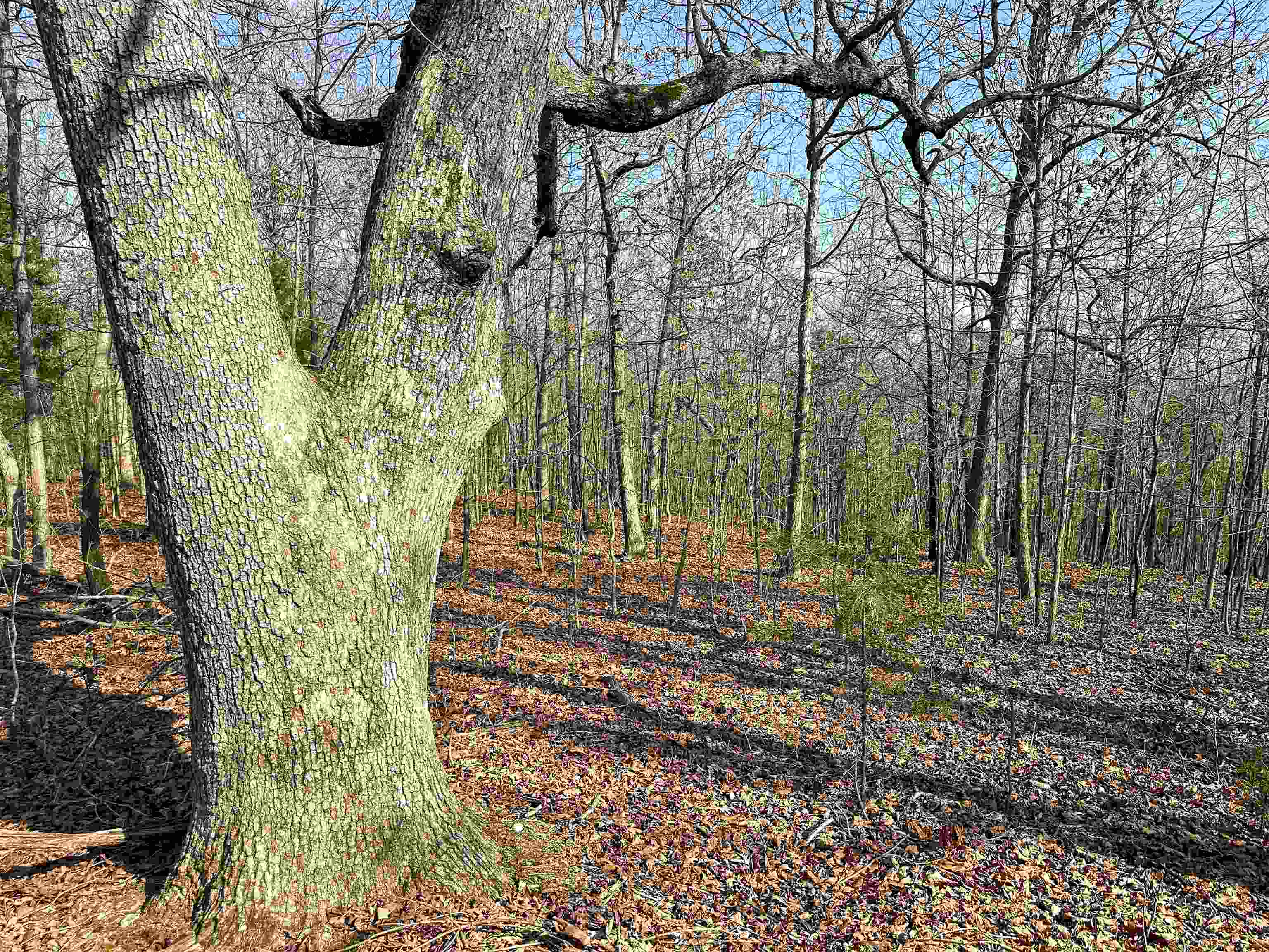 Metes & Bounds - Land