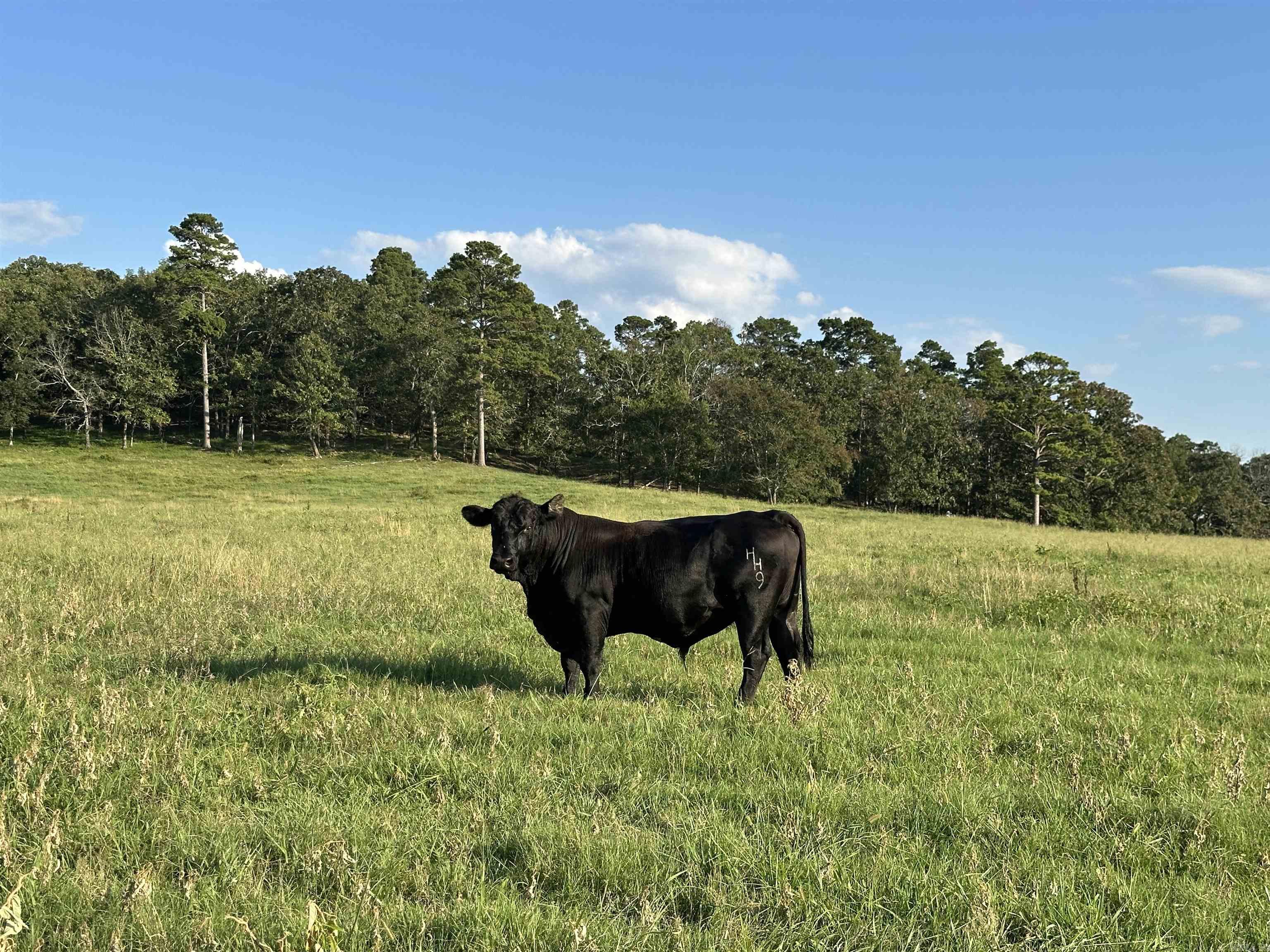 Welcome to Mill Creek Ranch on Lovers Laneāone of the most diverse and truly turn-key agricultural and cattle operations in the region. Spanning nearly 600 acres, this exceptional property offers a well-balanced mix of irrigated cropland, improved pasture, and abundant water resourcesāideal for row-crop farming, hay production, and livestock. Located in a highly desirable area, the ranch features gently rolling terrain, scenic vista views to the south, and an excellent proximity to I-40, Conway, and Little Rock. Property Highlights: 140± acres of hay and soybeans under center pivot irrigation 60± acres of rice and soybean ground irrigated via Fourche River relift system 6 strategically located ponds, Mill Creek, and Fourche River frontage Cross-fenced paddocks for efficient rotational grazing Large hay barn, grain silos, and a shale pit for internal road maintenance Well-maintained interior road system for year-round access Location: 10 miles from Conway 30 miles to Little Rock 20 miles from I-40 via two access points Additional Information: This is a rare opportunity to acquire a fully operational, diverse farm in a premier location. Ask about additional acreage.
