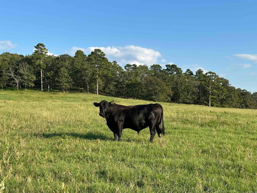 Welcome to Mill Creek Ranch on Lovers Lane—one of the most diverse and truly turn-key agricultural and cattle operations in the region. Spanning nearly 600 acres, this exceptional property offers a well-balanced mix of irrigated cropland, improved pasture, and abundant water resources—ideal for row-crop farming, hay production, and livestock. Located in a highly desirable area, the ranch features gently rolling terrain, scenic vista views to the south, and an excellent proximity to I-40, Conway, and Little Rock.  Property Highlights:  140± acres of hay and soybeans under center pivot irrigation  60± acres of rice and soybean ground irrigated via Fourche River relift system  6 strategically located ponds, Mill Creek, and Fourche River frontage  Cross-fenced paddocks for efficient rotational grazing  Large hay barn, grain silos, and a shale pit for internal road maintenance  Well-maintained interior road system for year-round access  Location:  10 miles from Conway  30 miles to Little Rock  20 miles from I-40 via two access points  Additional Information:  This is a rare opportunity to acquire a fully operational, diverse farm in a premier location.   Ask about additional acreage.