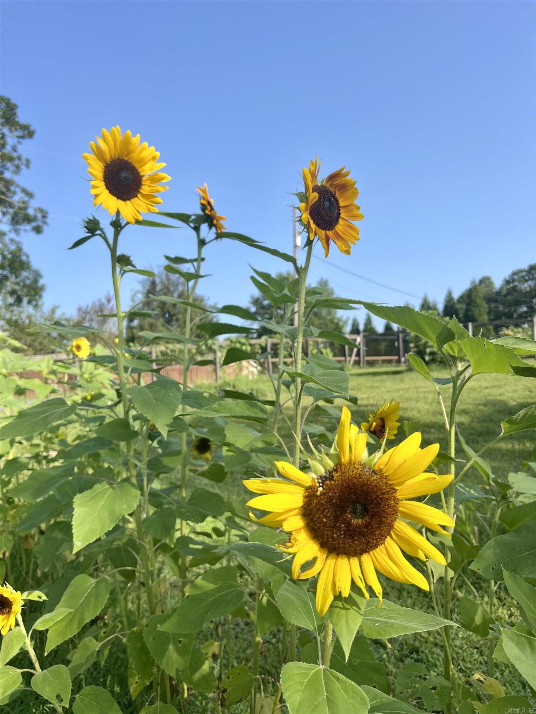 Metes & Bounds - Farm